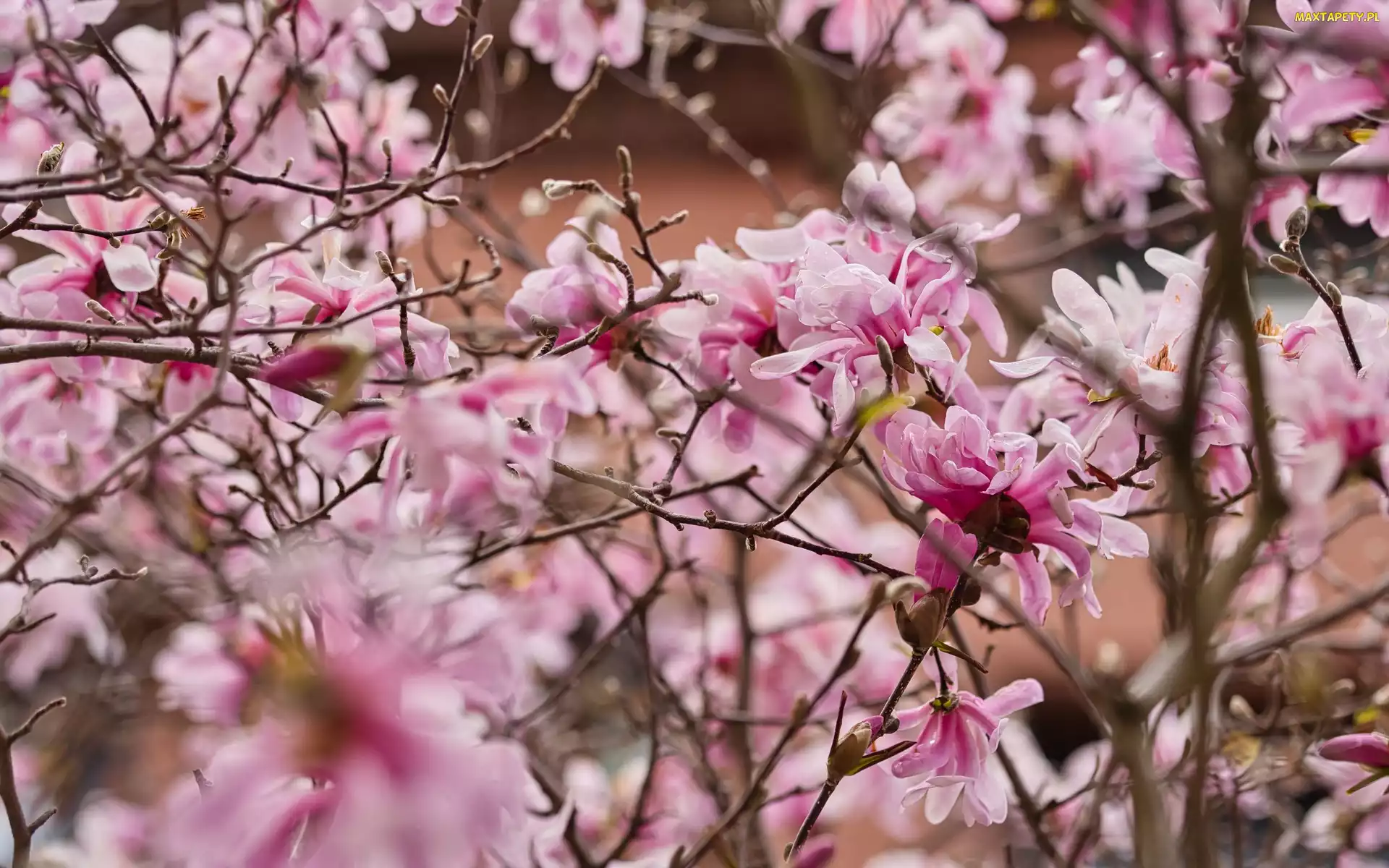 Gałęzie, Płatki, Magnolia, Kwiaty