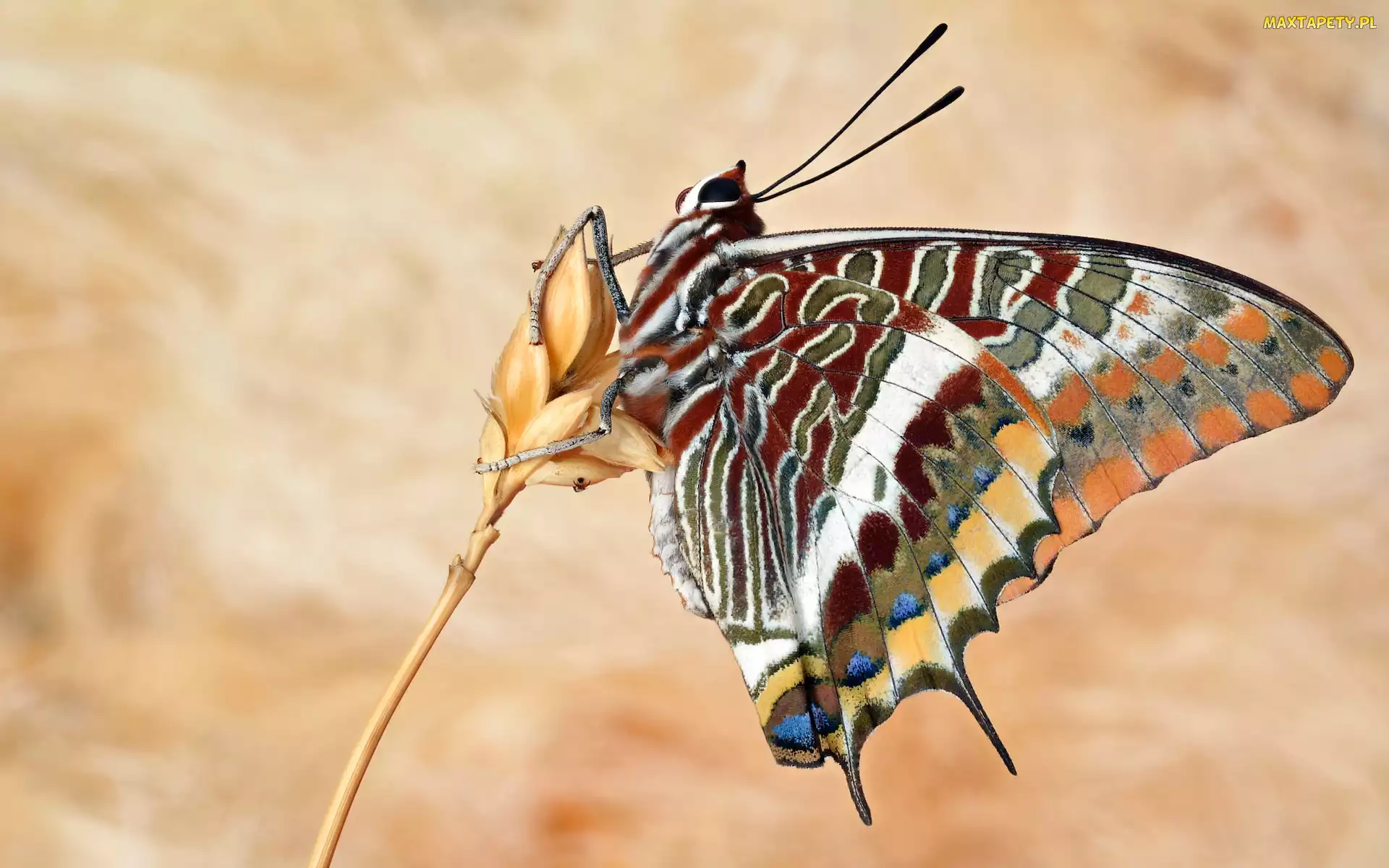 Sułtanek śródziemnomorski, Kłos, Motyl