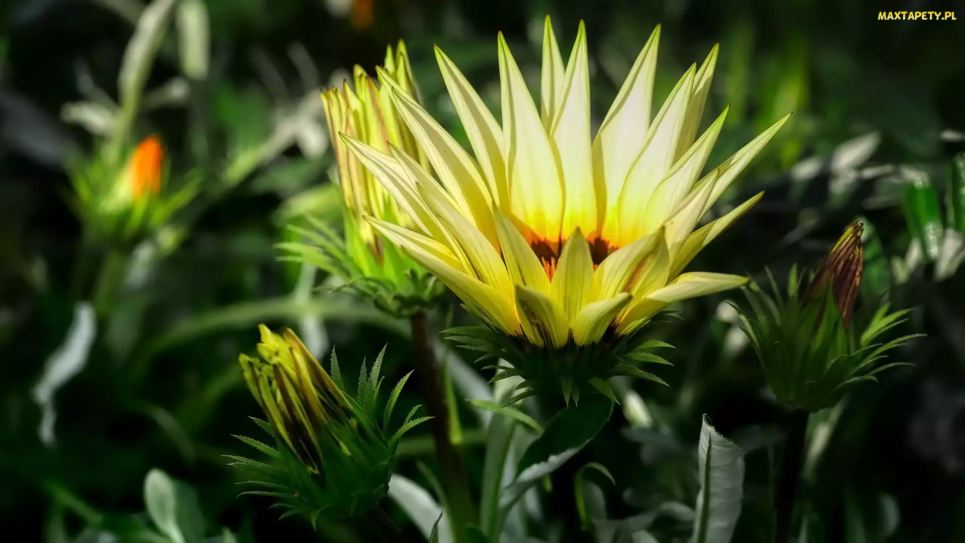 Gazania, Pąki, Kwiat