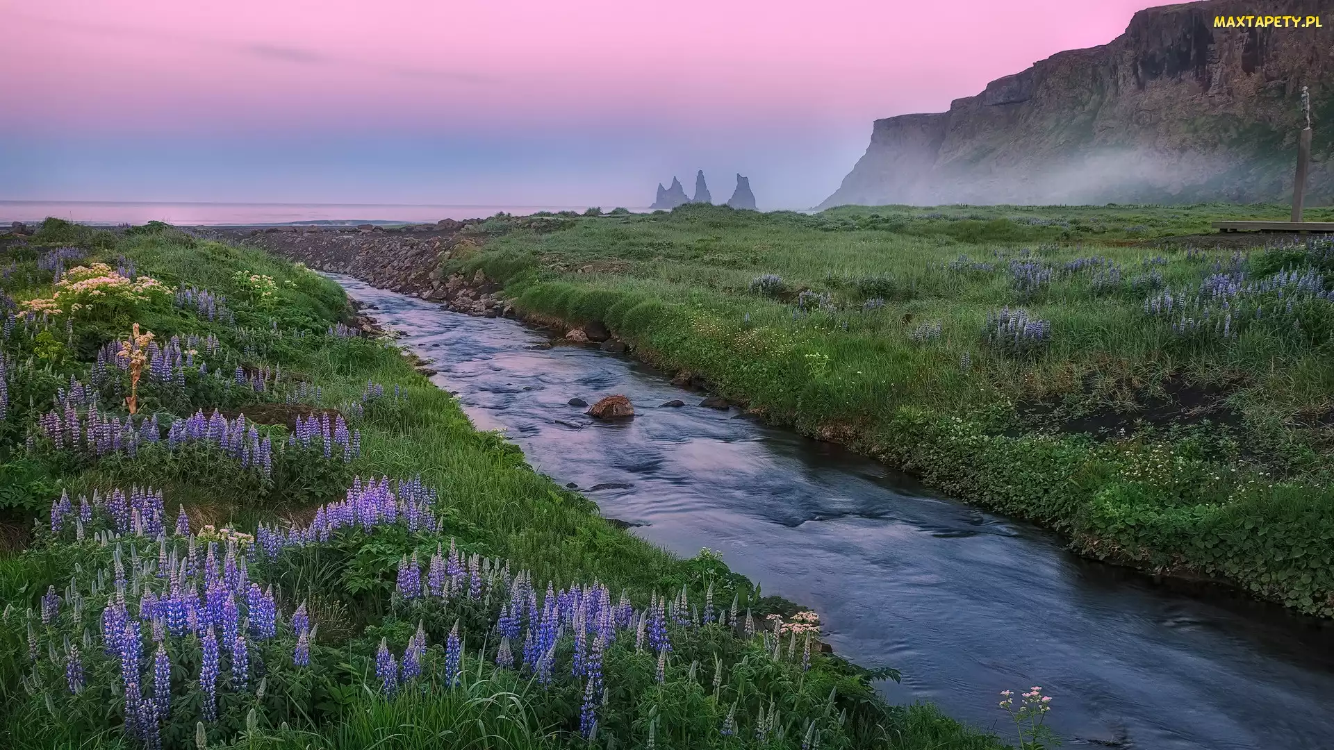 Islandia, Łubin, Kwiaty, Vik i Myrdal, Morze, Góry, Rzeka, Mgła, Poranek, Łąka