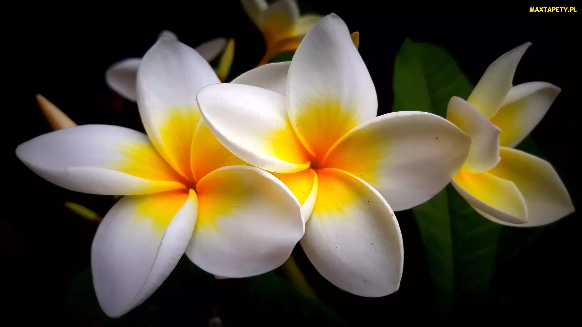 Czarne, Tło, Kwiaty, Plumeria
