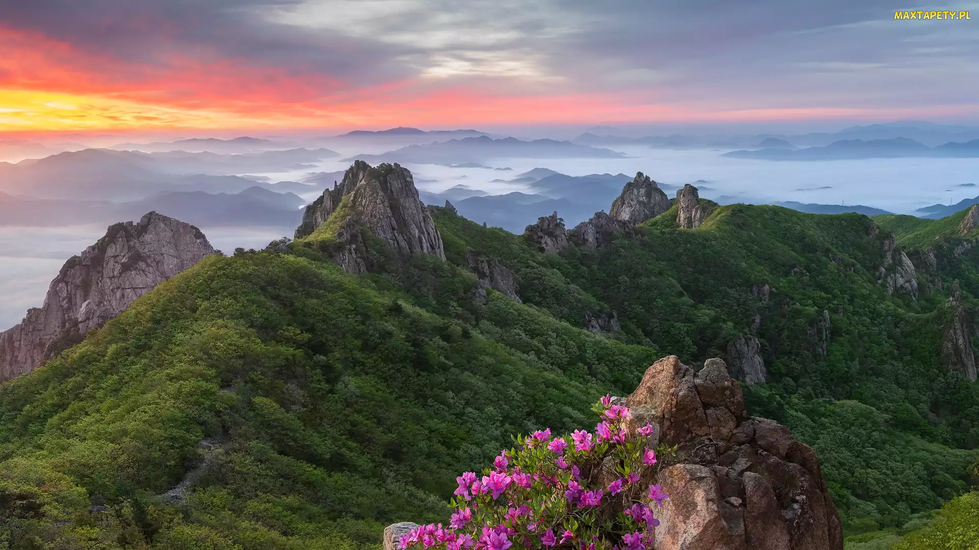 Park Narodowy Wolchulsan, Sosna, Góry Wolchulsan, Skały, Wschód słońca, Różanecznik, Korea Południowa, Mgła