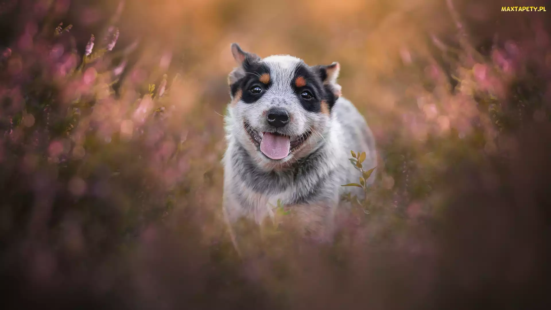 Szczeniak, Australian cattle dog, Pies