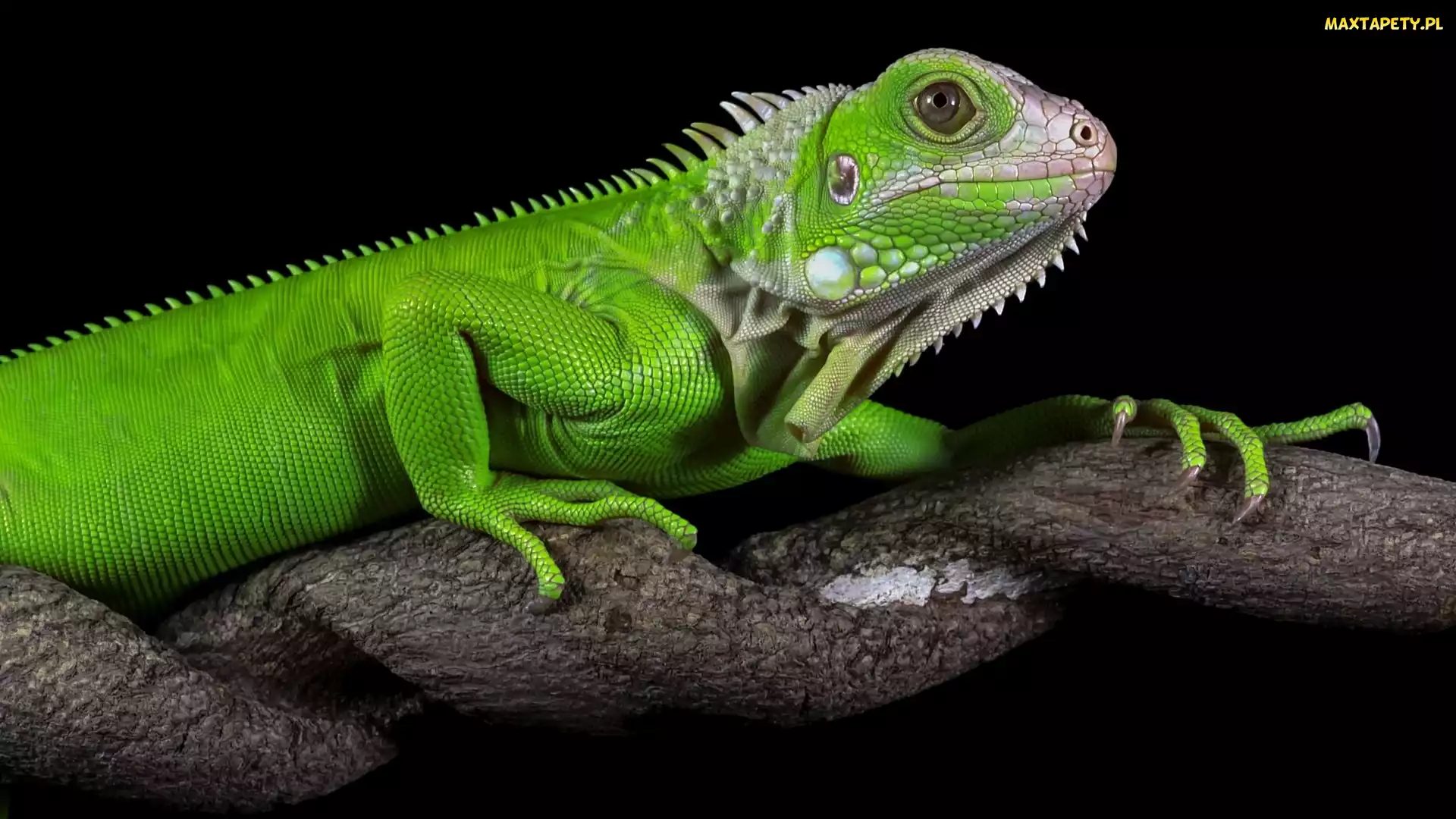 Drzewo, Zbliżenie, Legwan zielony, Iguana