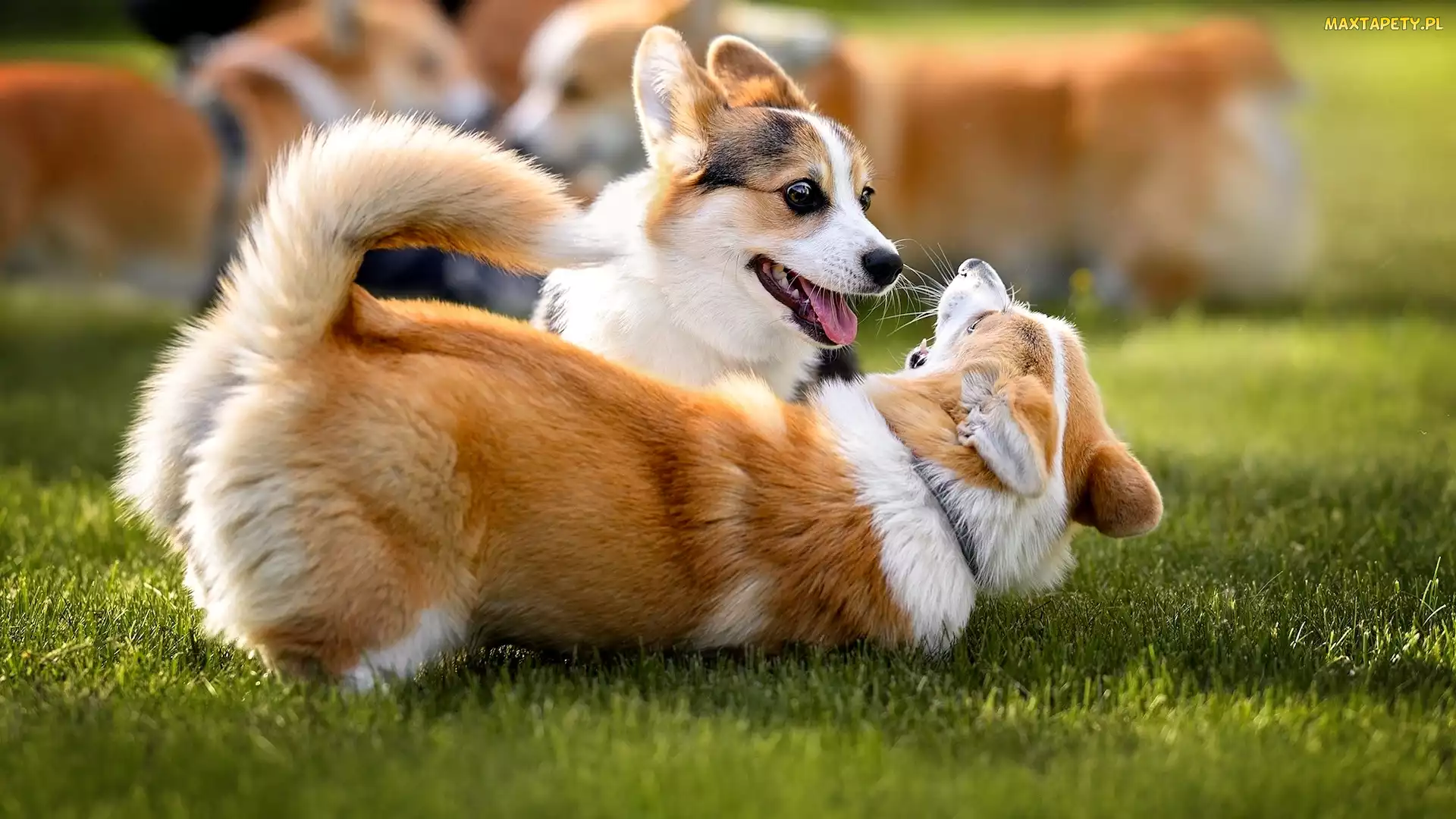 Welsh corgi cardigan, Zabawa, Dwa, Psy
