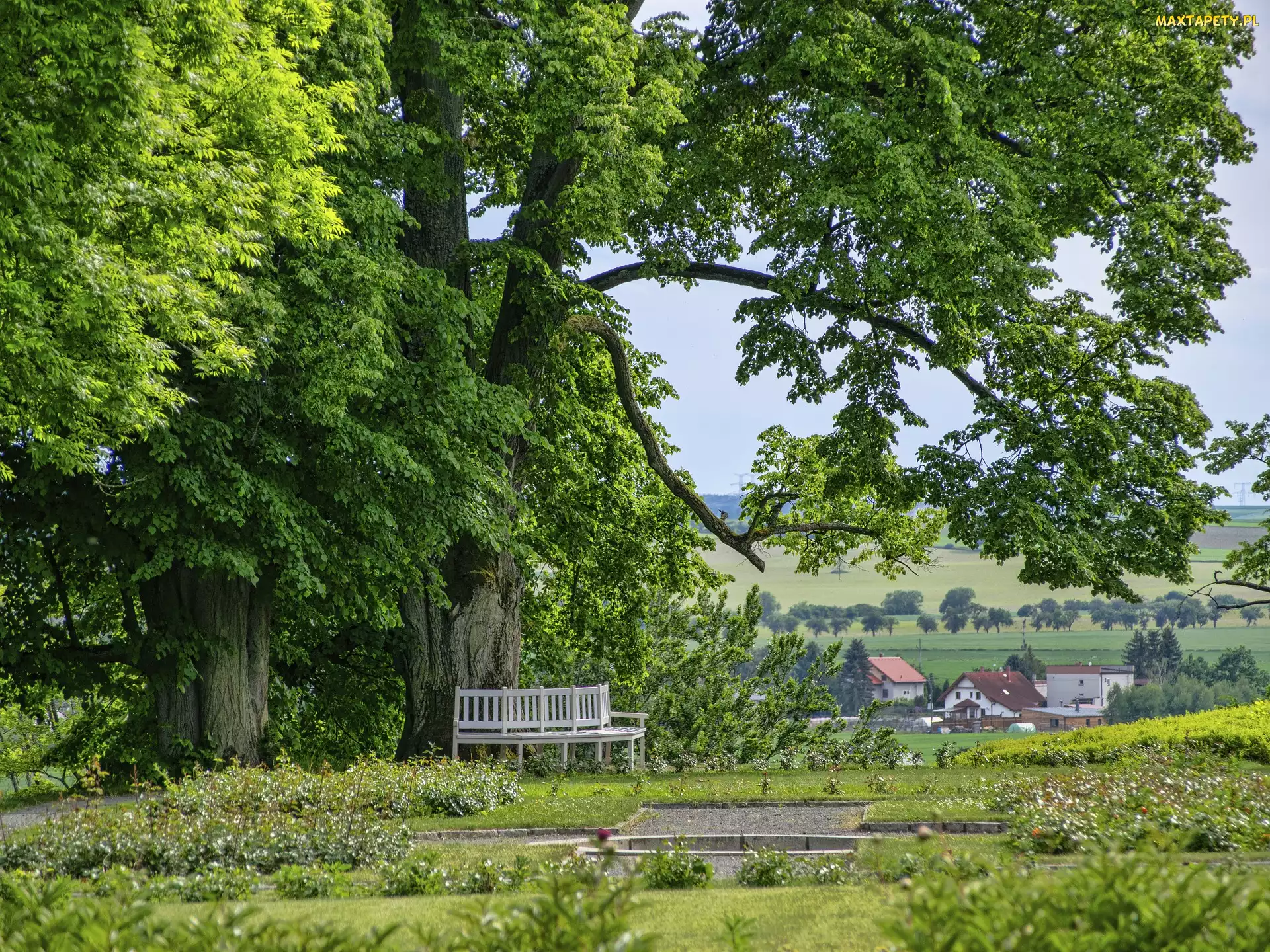 Ławka, Park, Drzewa