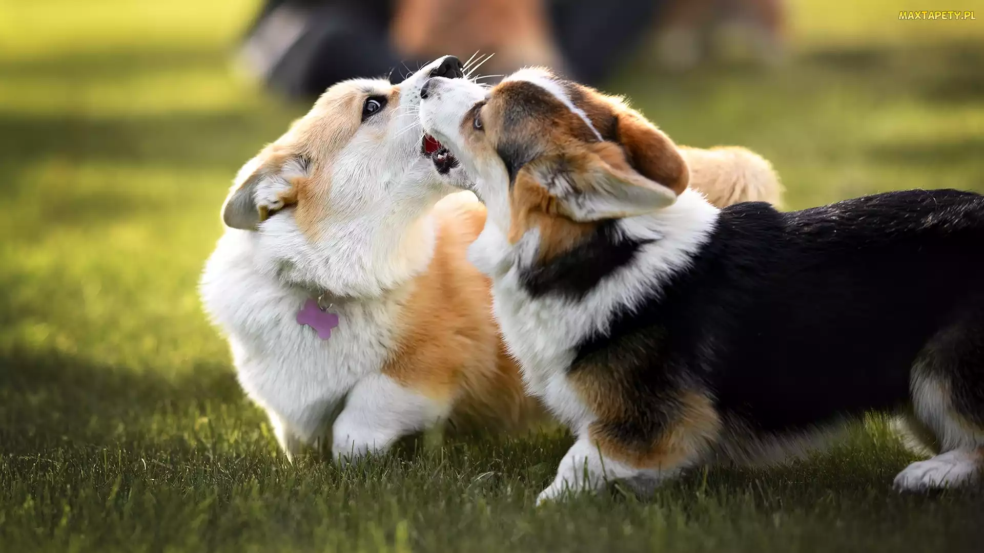 Psy, Trawa, Welsh corgi cardigan, Zabawa, Dwa