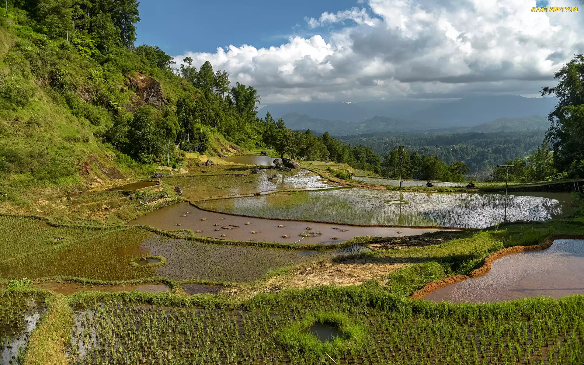 Wyspa Celebes, Drzewa, Wzgórze, Pole ryżowe, Indonezja