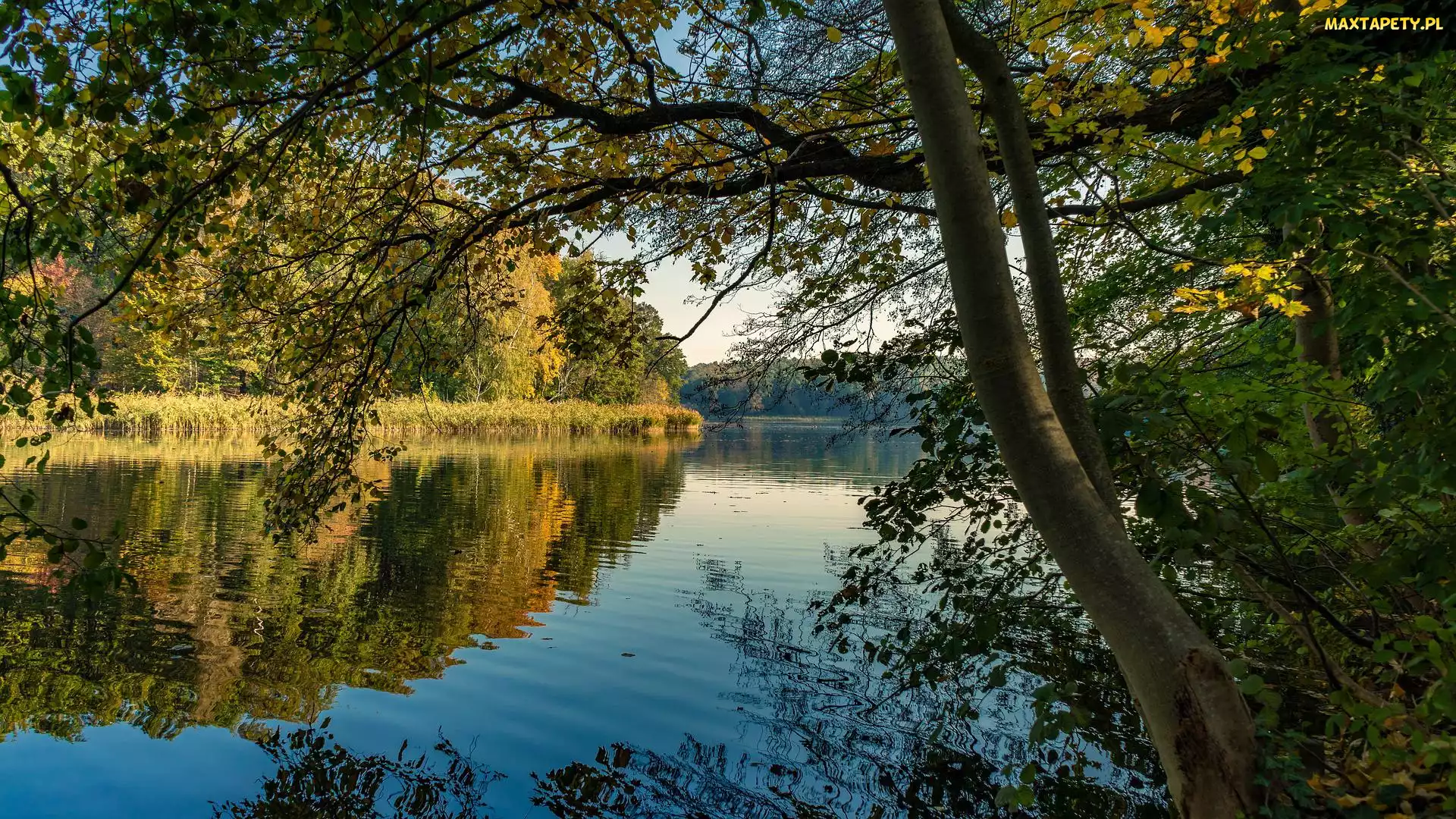 Szuwary, Gałęzie, Jezioro, Drzewa