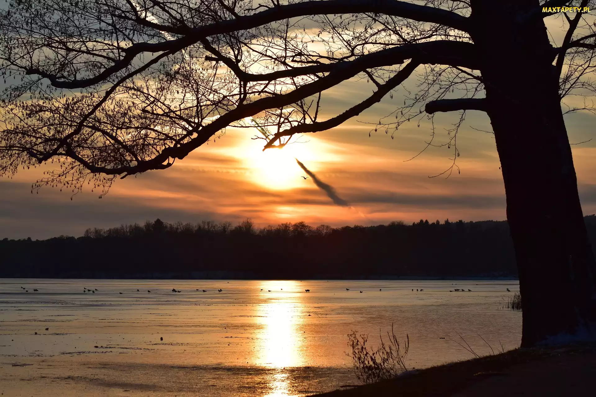 Niemcy, Wendisch Rietz, Zachód słońca, Jezioro Scharmutzelsee, Drzewo, Las