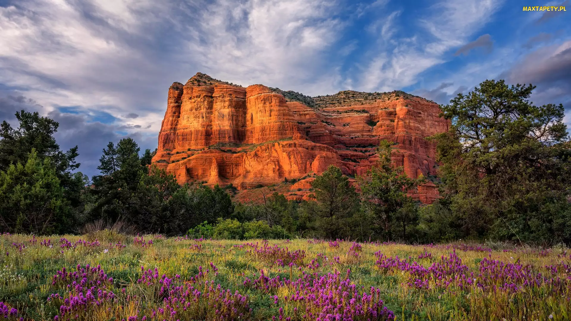 Góra, Arizona, Kwiaty, Stany Zjednoczone, Hrabstwo Yavapai, Łąka, Skała, Courthouse Butte, Drzewa