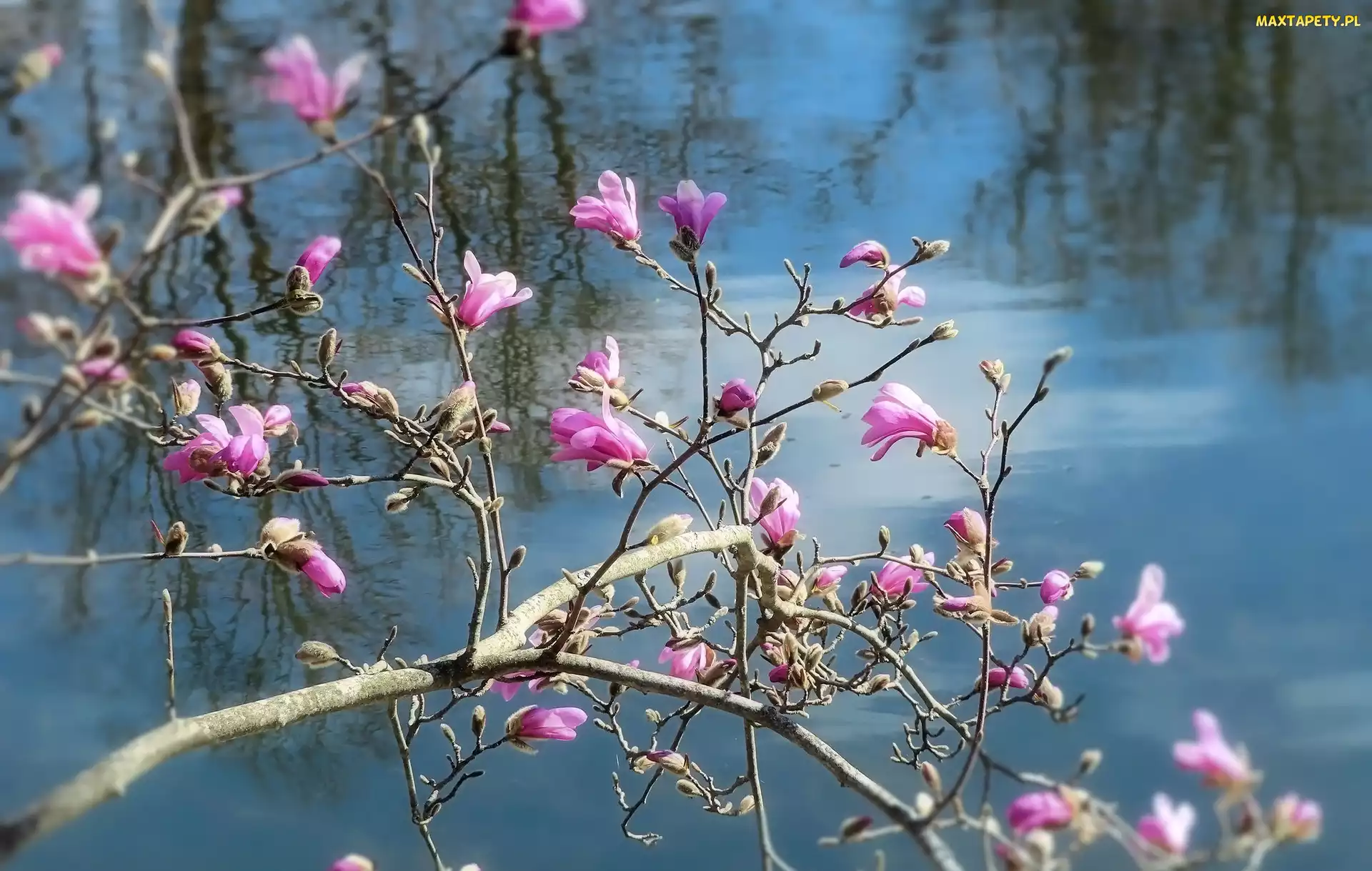 Woda, Gałązki, Kwiaty, Magnolia