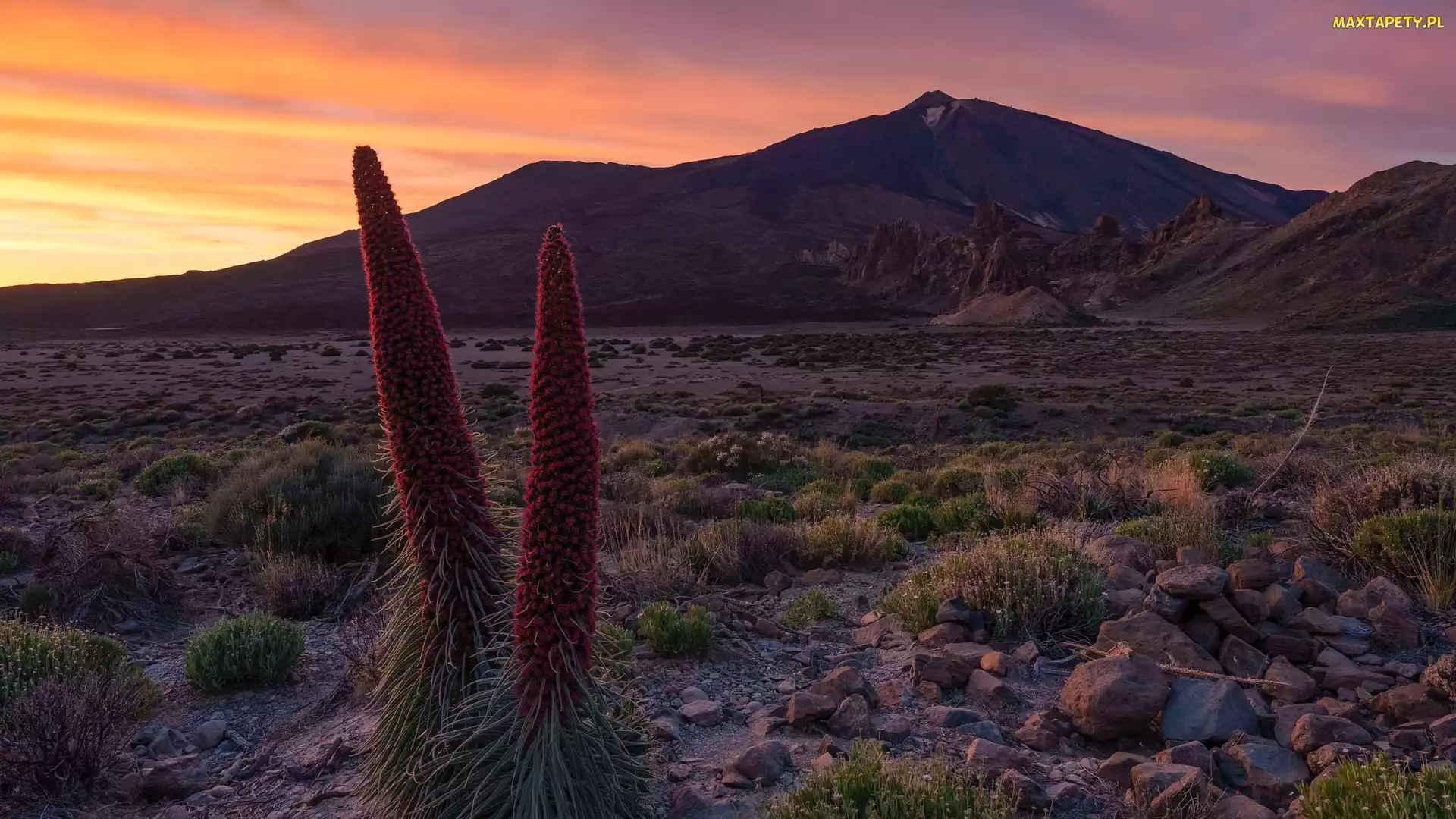 Góry, Żmijowce rubinowe, Park Narodowy Teide, Kwiaty, Teneryfa, Góra Teide, Hiszpania, Zachód słońca