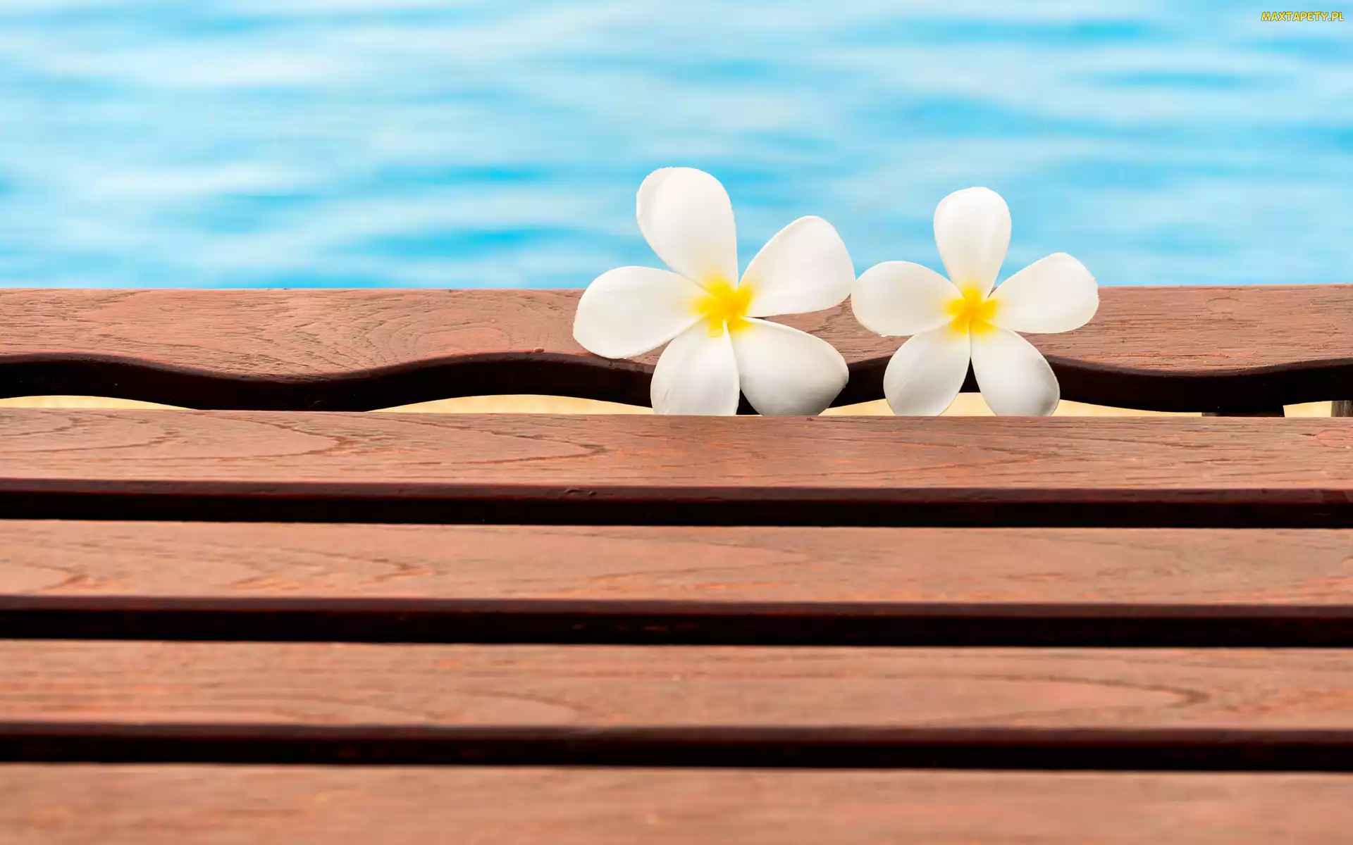 Ławka, Plumeria, Dwa, Kwiaty, Basen