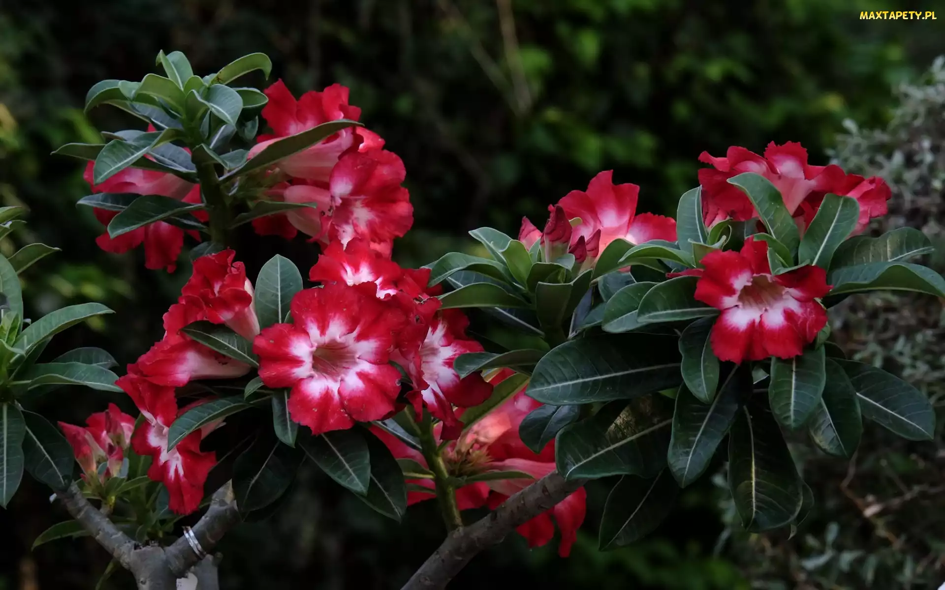 Liście, Gałązki, Różowe, Kwiaty, Adenium, Róża pustyni