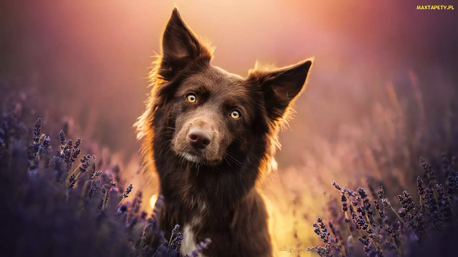 Lawenda, Border collie, Brązowy, Pies