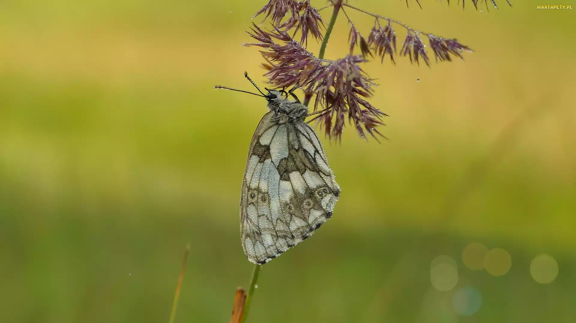 Motyl, Trawa, Polowiec szachownica