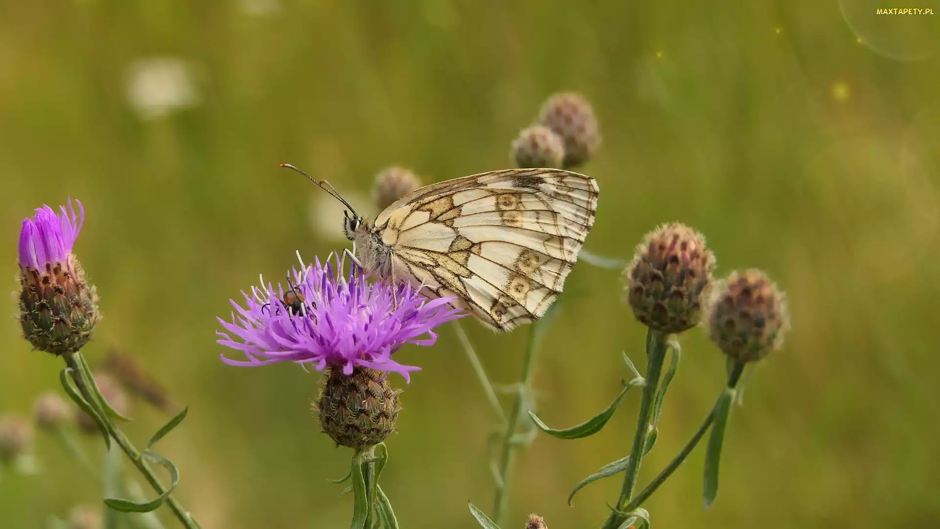 Chaber driakiewnik, Kwiat, Motyl, Polowiec szachownica