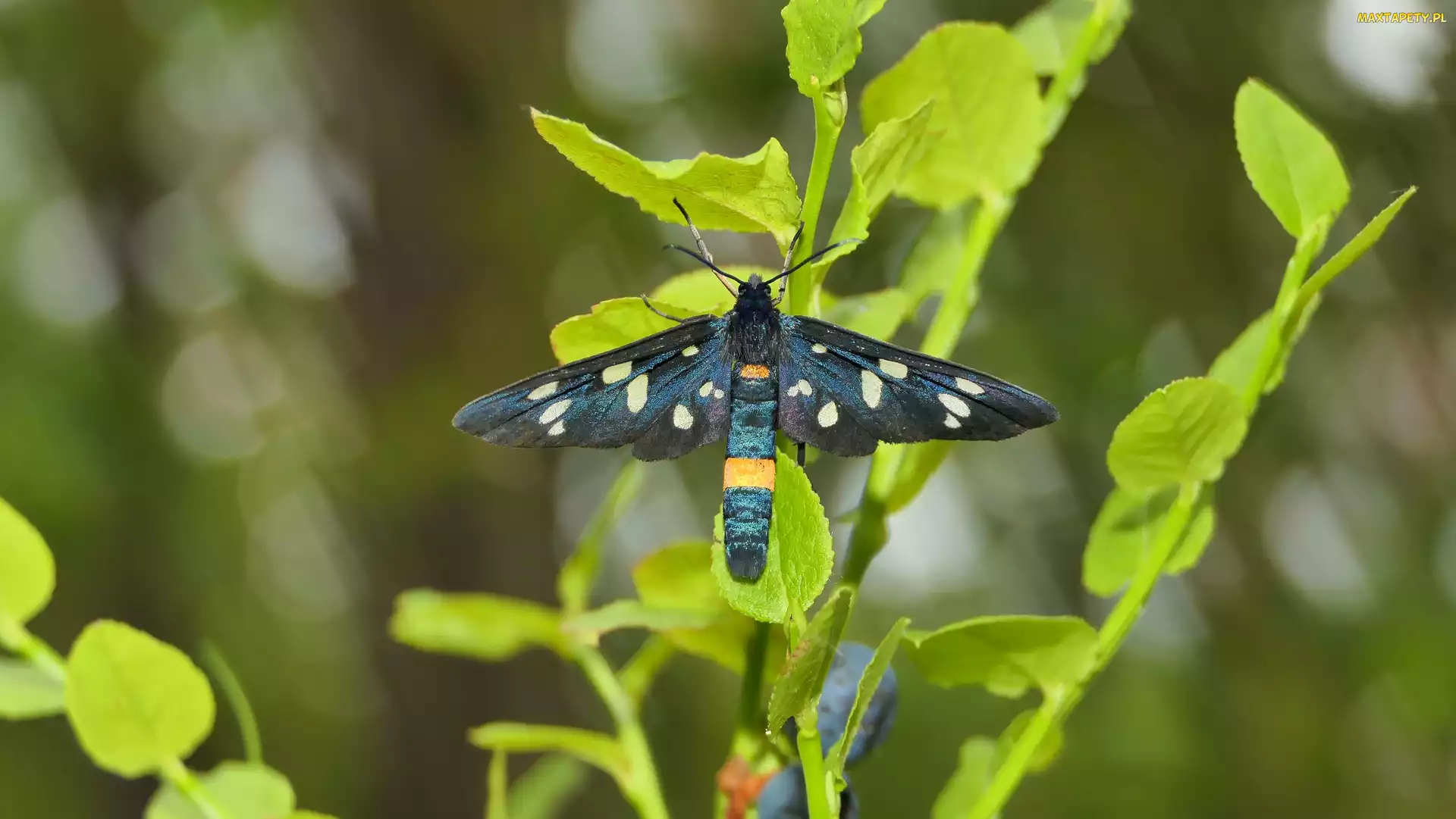 Motyl, Roślina, Oblaczek granatek