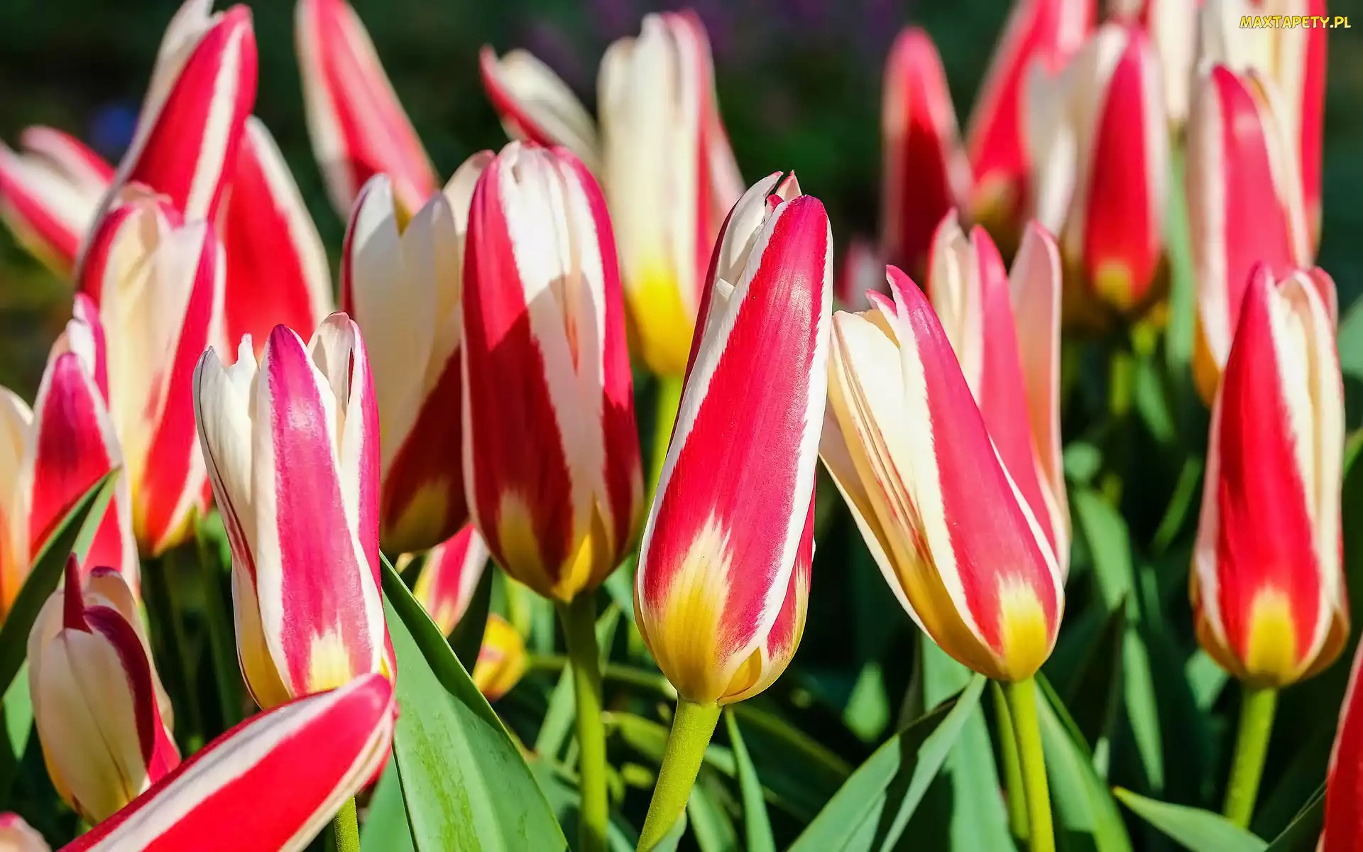 Dwukolorowe, Tulipany, Kwiaty