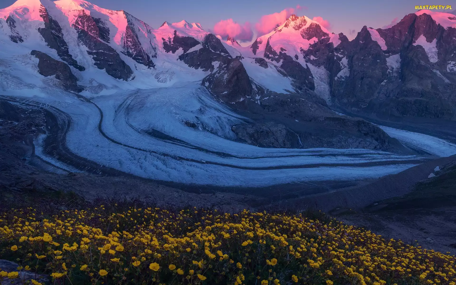 Góry, Łąka, Ośnieżone, Pers Glacier, Kwiaty, Lodowiec, Szwajcaria, Żółte
