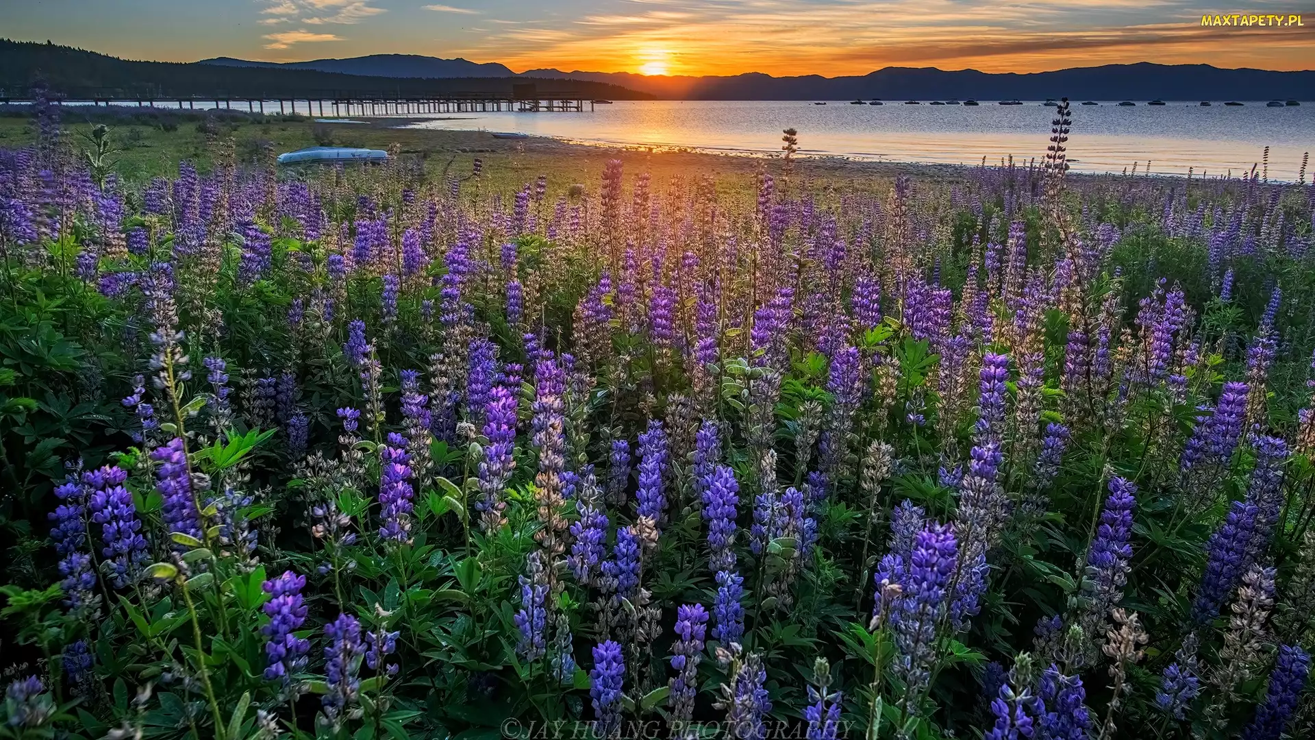 Łąka, Tahoe Lake, Kalifornia, Łubin, Jezioro, Stany Zjednoczone, Wschód słońca