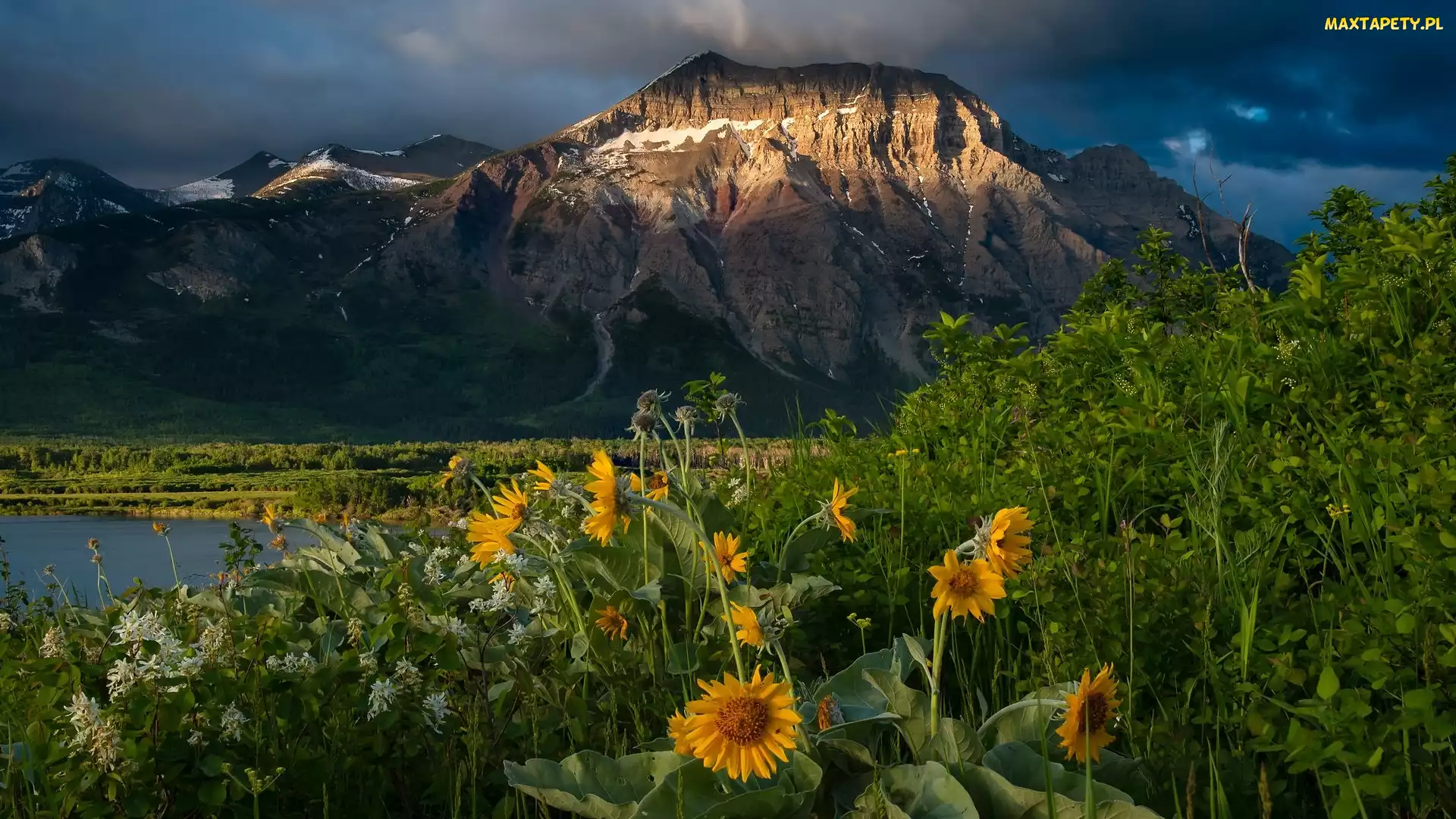 Góra, Alberta, Kwiaty, Kanada, Park Narodowy Waterton Lakes, Białe, Jezioro, Chmury, Żółte