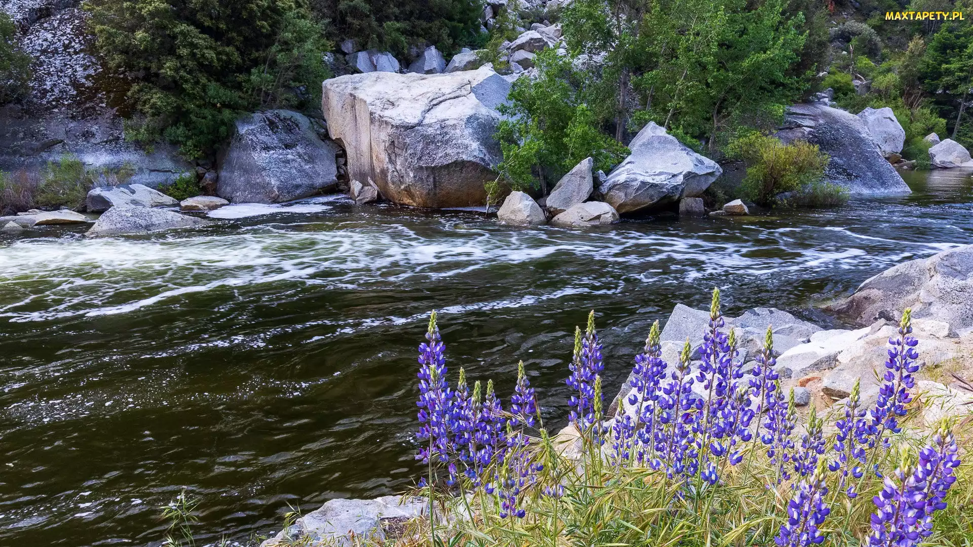 Rzeka, Kalifornia, Łubin, Stany Zjednoczone, Park Narodowy Yosemite, Kwiaty, Merced River, Kamienie, Głazy