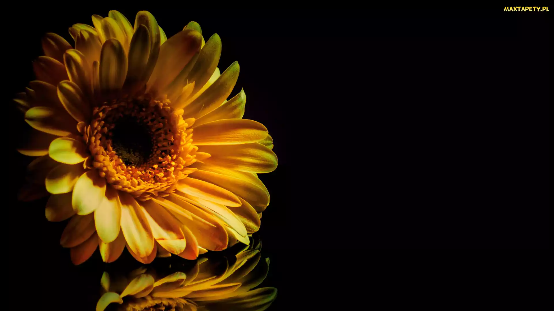 Żółta, Tło, Czarne, Gerbera, Kwiat