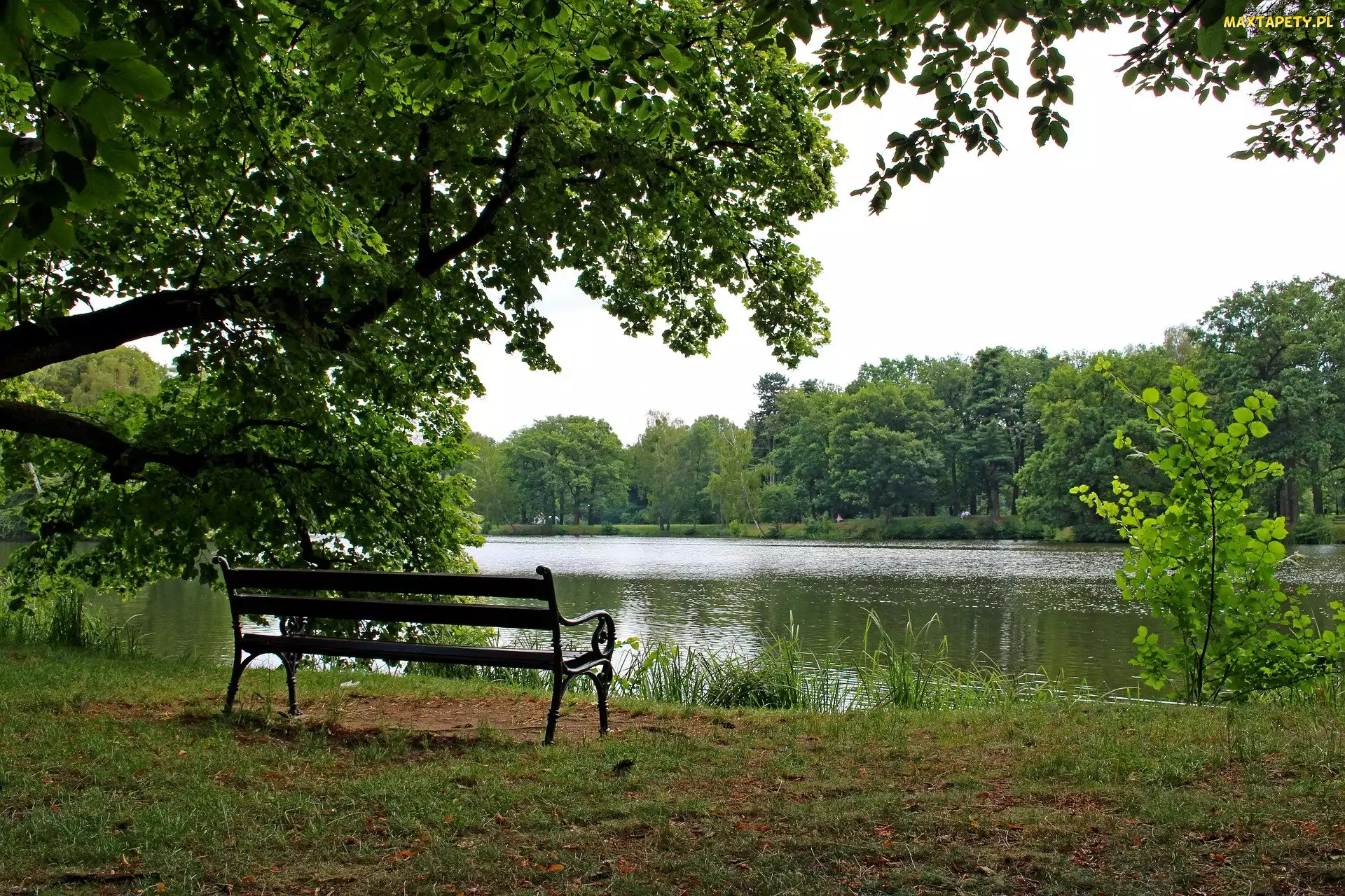 Park, Drzewo, Staw, Ławka