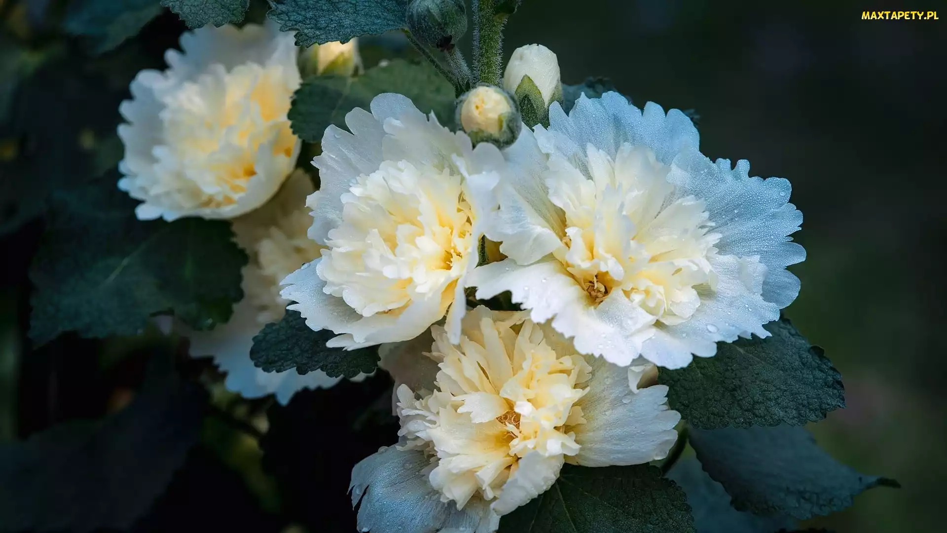 Biała, Malwa Alcea, Kwiat