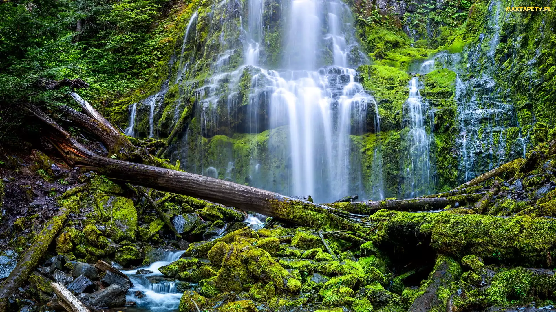 Kamienie, Omszałe, Stan Oregon, Konary, Proxy Falls, Stany Zjednoczone, Wodospad