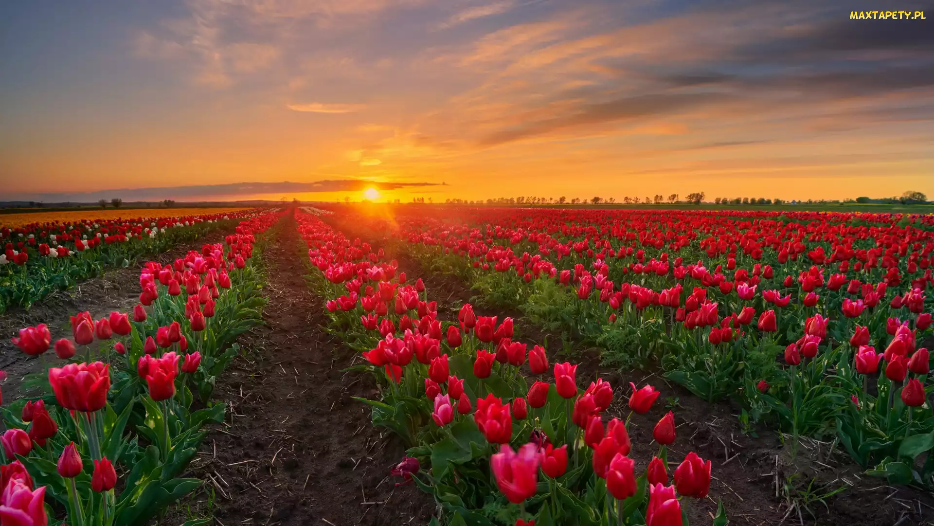 Zachód słońca, Drzewa, Plantacja, Tulipany
