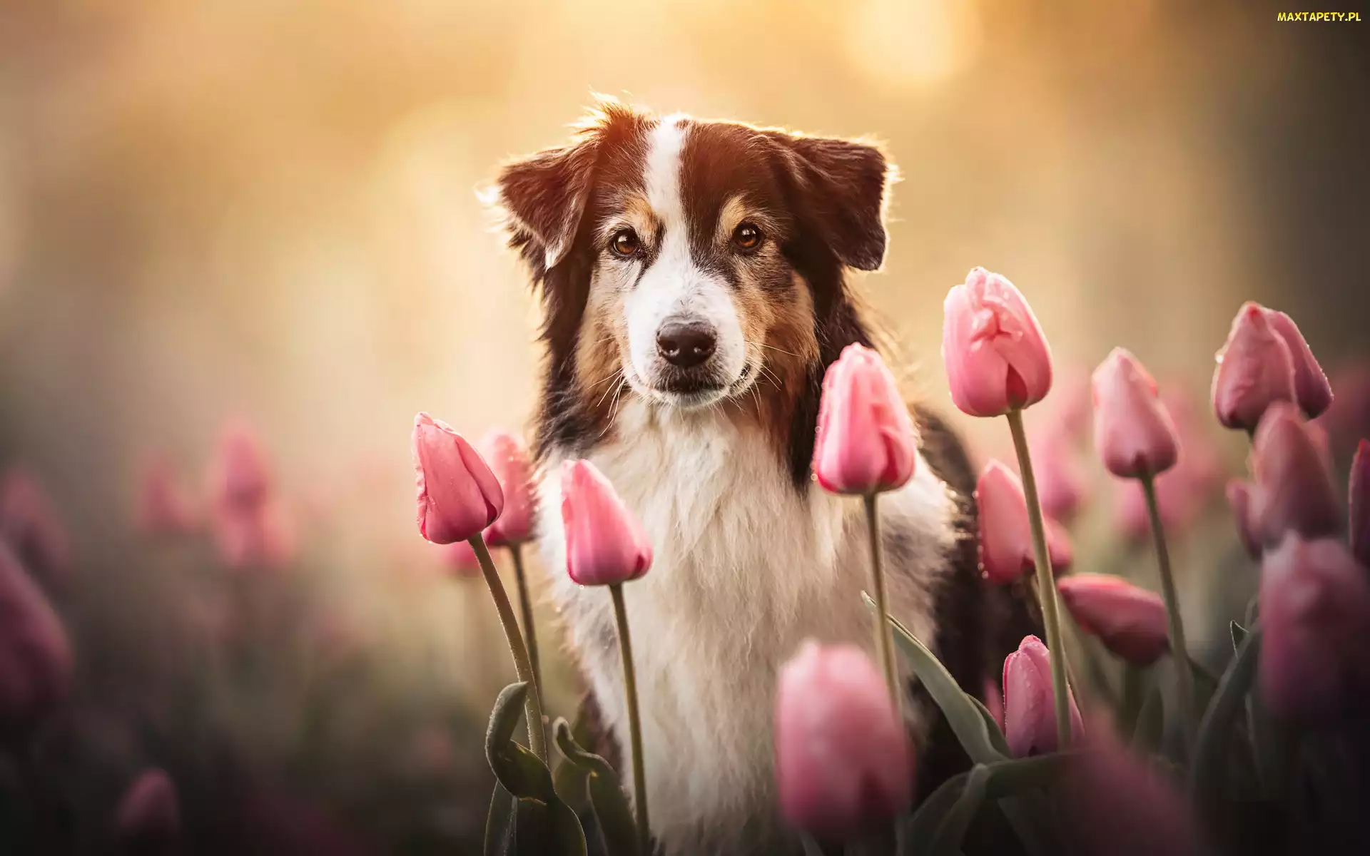 Tulipany różowe, Kwiaty, Owczarek australijski, Pies, Shepherd, Brązowo biały