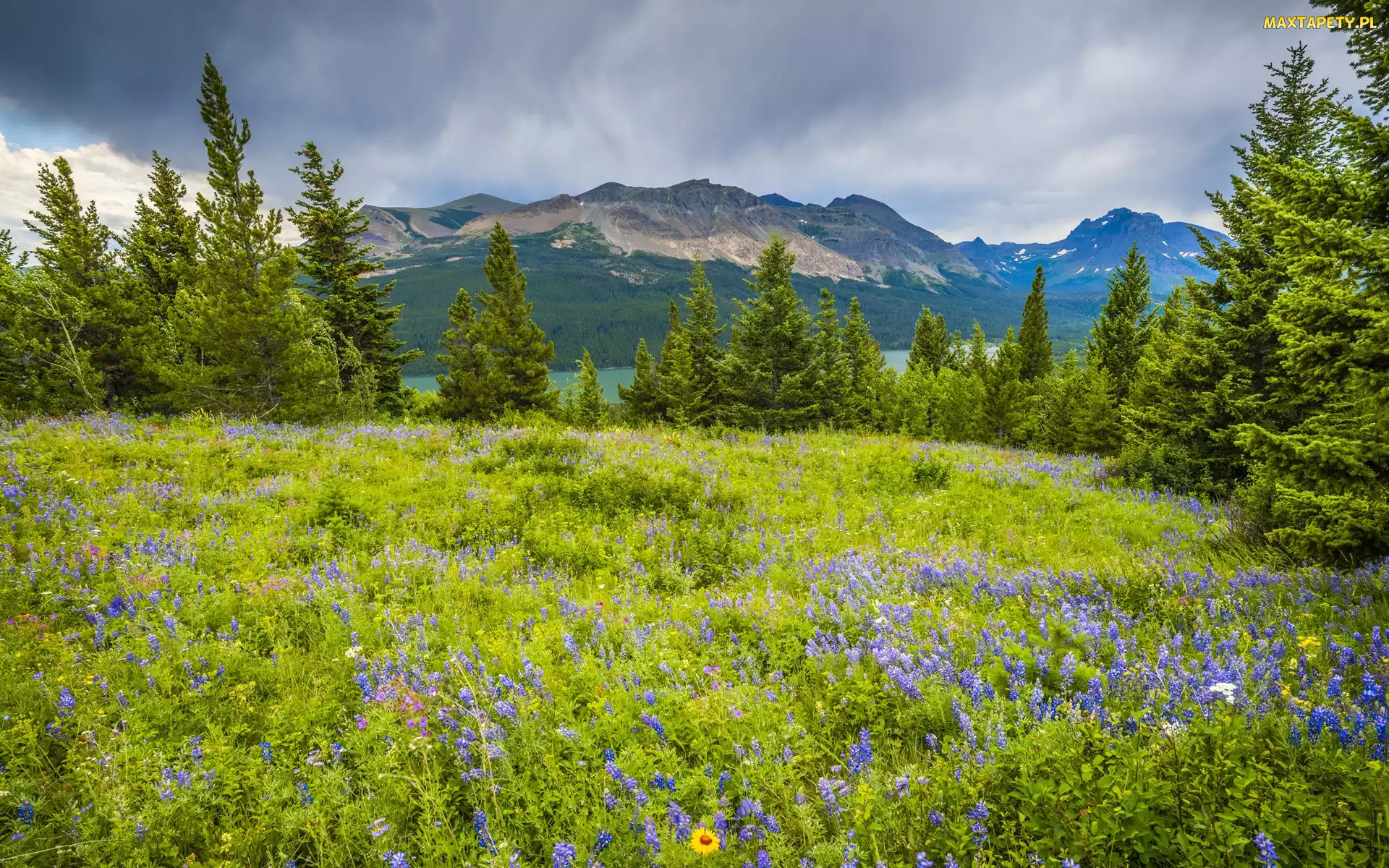 Park Narodowy Glacier, Montana, Kwiaty, Stany Zjednoczone, Łubin, Łąka, Góry, Jezioro Two Medicine Lake, Drzewa