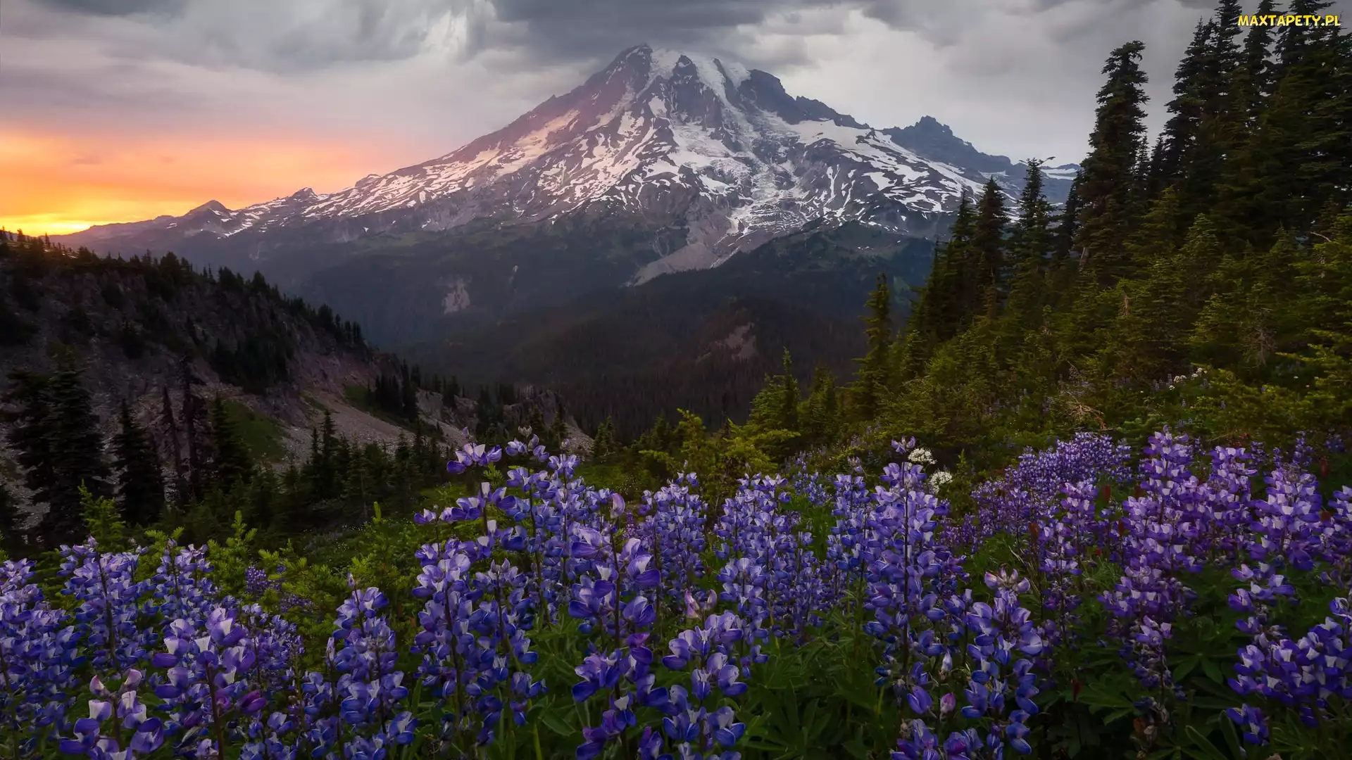 Stratowulkan Mount Rainier, Stan Waszyngton, Drzewa, Stany Zjednoczone, Zachód słońca, Łubin, Góry, Park Narodowy Mount Rainier, Łąka