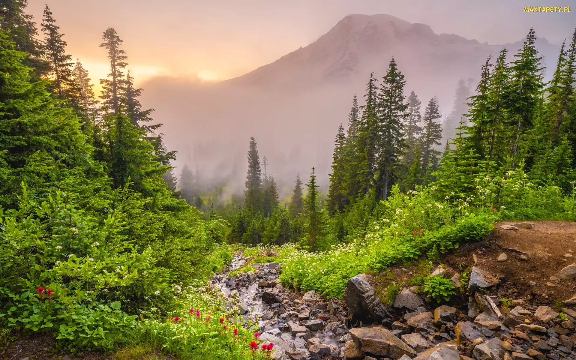 Stany Zjednoczone, Kamienie, Szlak Pinnacle Saddle Hike, Mgła, Drzewa, Wąwóz, Waszyngton, Park Narodowy Mount Rainier, Góry