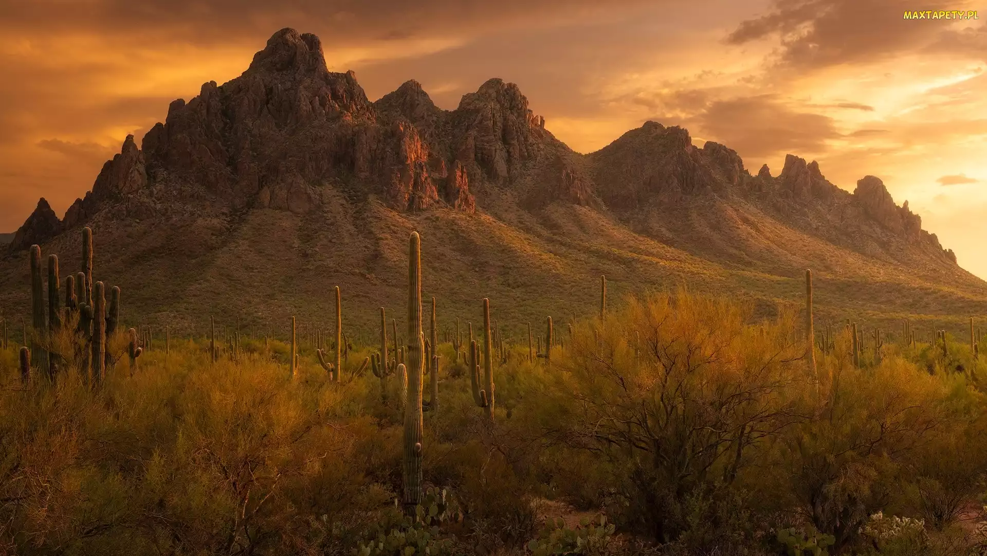 Arizona, Trawa, Park Narodowy Saguaro, Stany Zjednoczone, Karnegie olbrzymie, Góry, Kaktusy