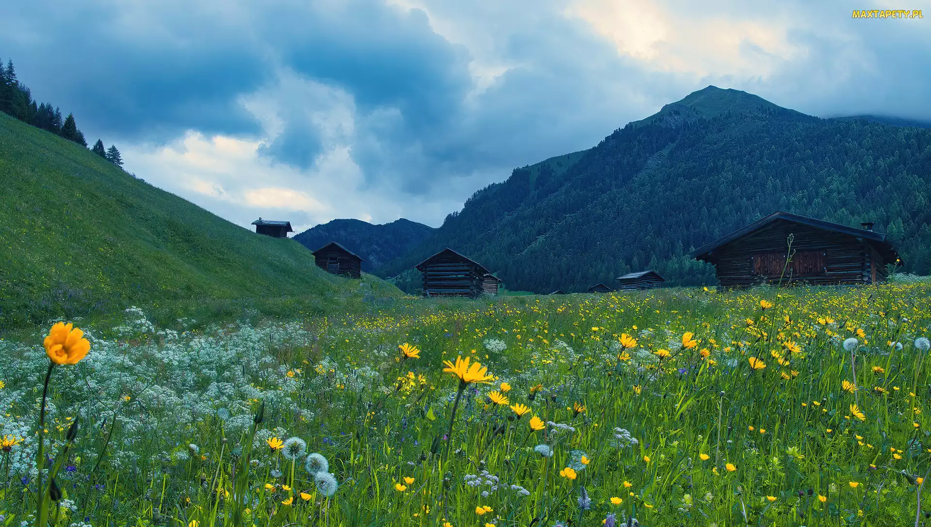 Kwiaty, Pfundser Tschey, Góry, Domy, Tyrol, Łąka, Austria, Pfunds