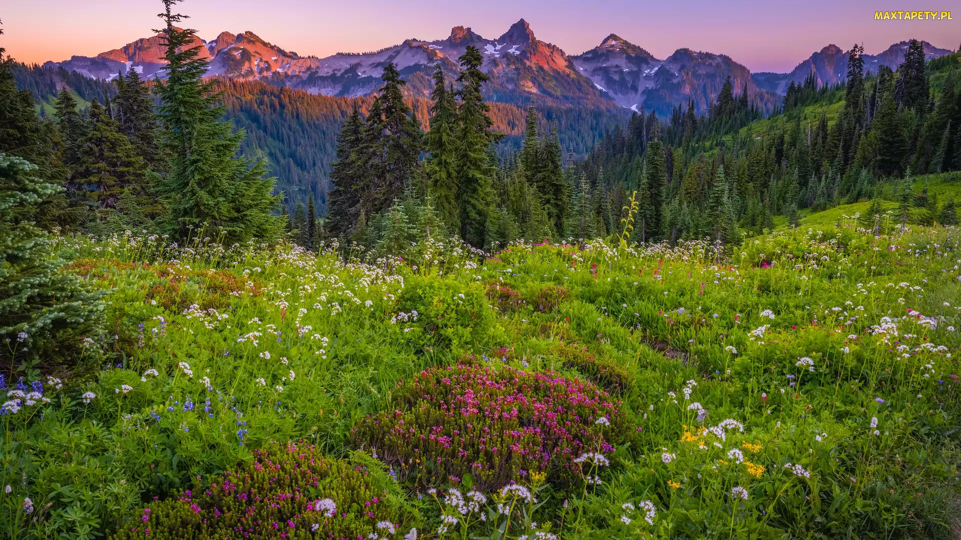 Góry, Kwiaty, Park Narodowy Mount Rainier, Łąka, Stan Waszyngton, Tatoosh Range, Stany Zjednoczone, Drzewa