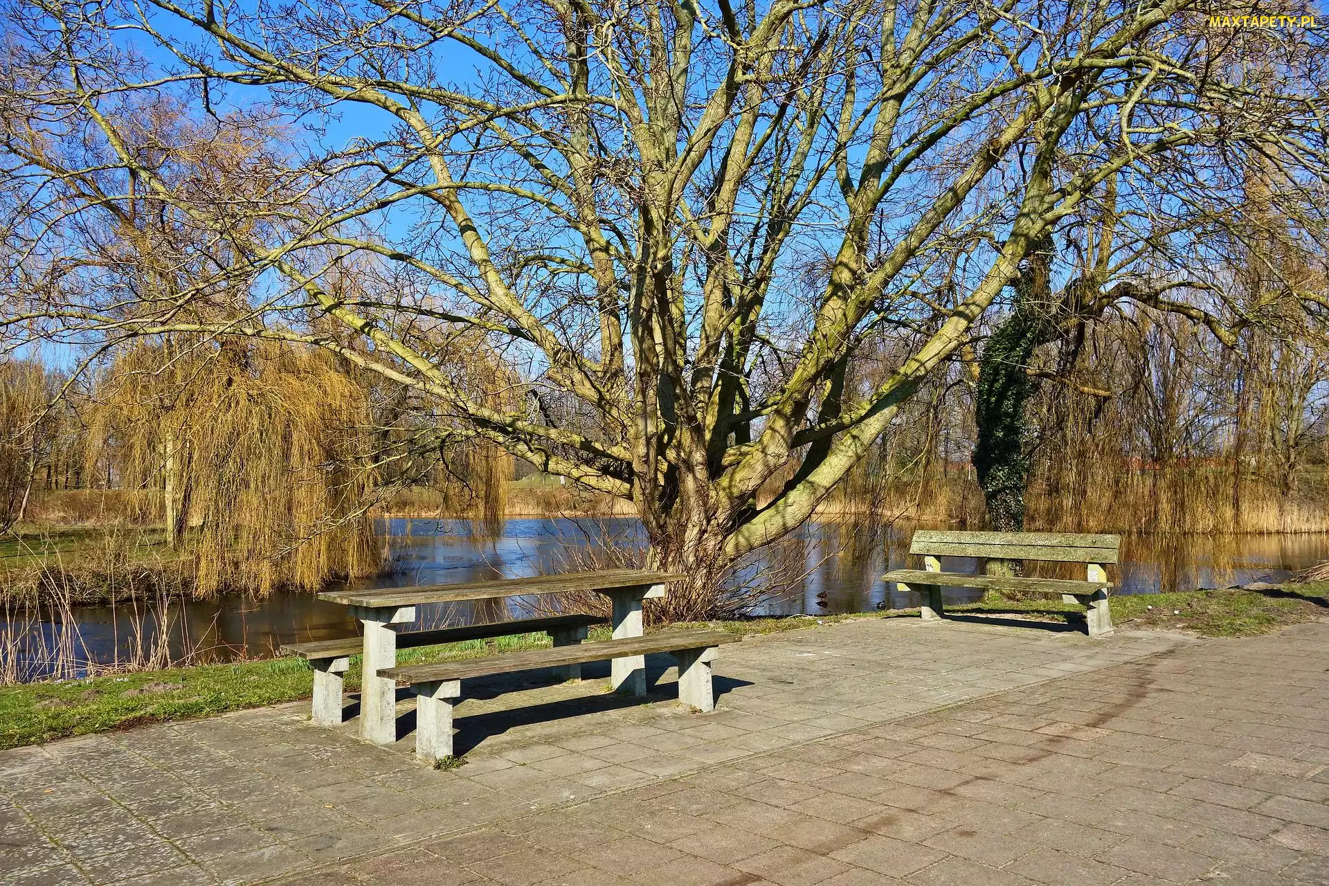 Staw, Park, Ławki, Drzewo