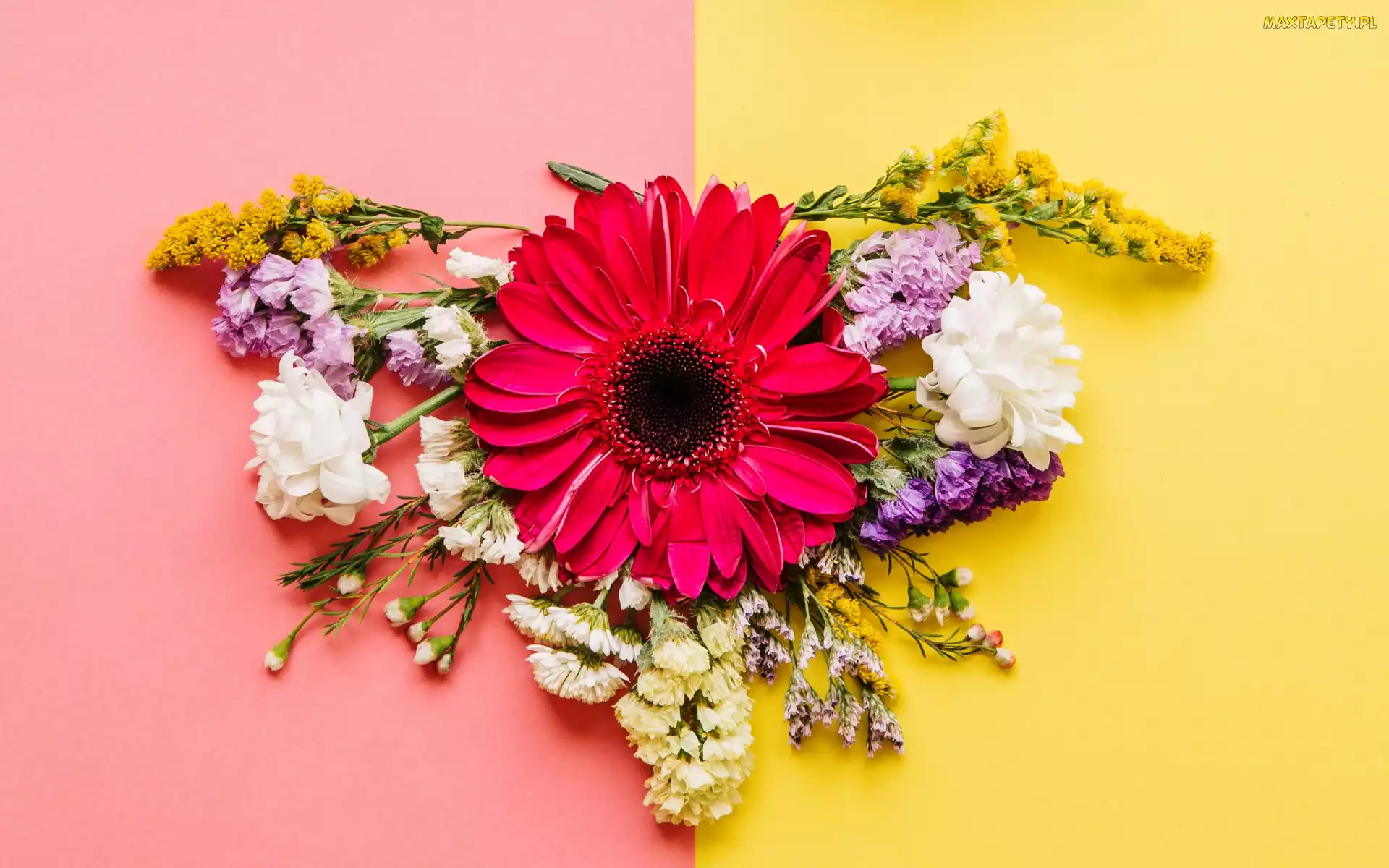 Kolorowe tło, Gerbera, Kompozycja, Kwiaty