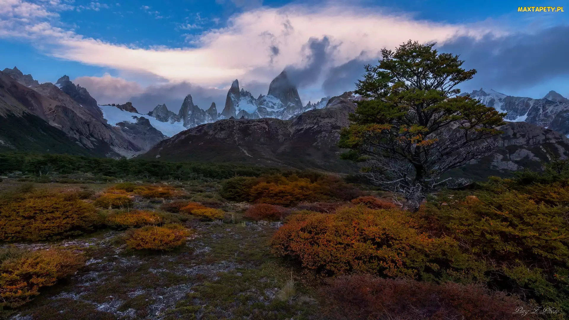 Patagonia, Park Narodowy Los Glaciares, Drzewo, Argentyna, Rośliny, Góry, Pożółkłe