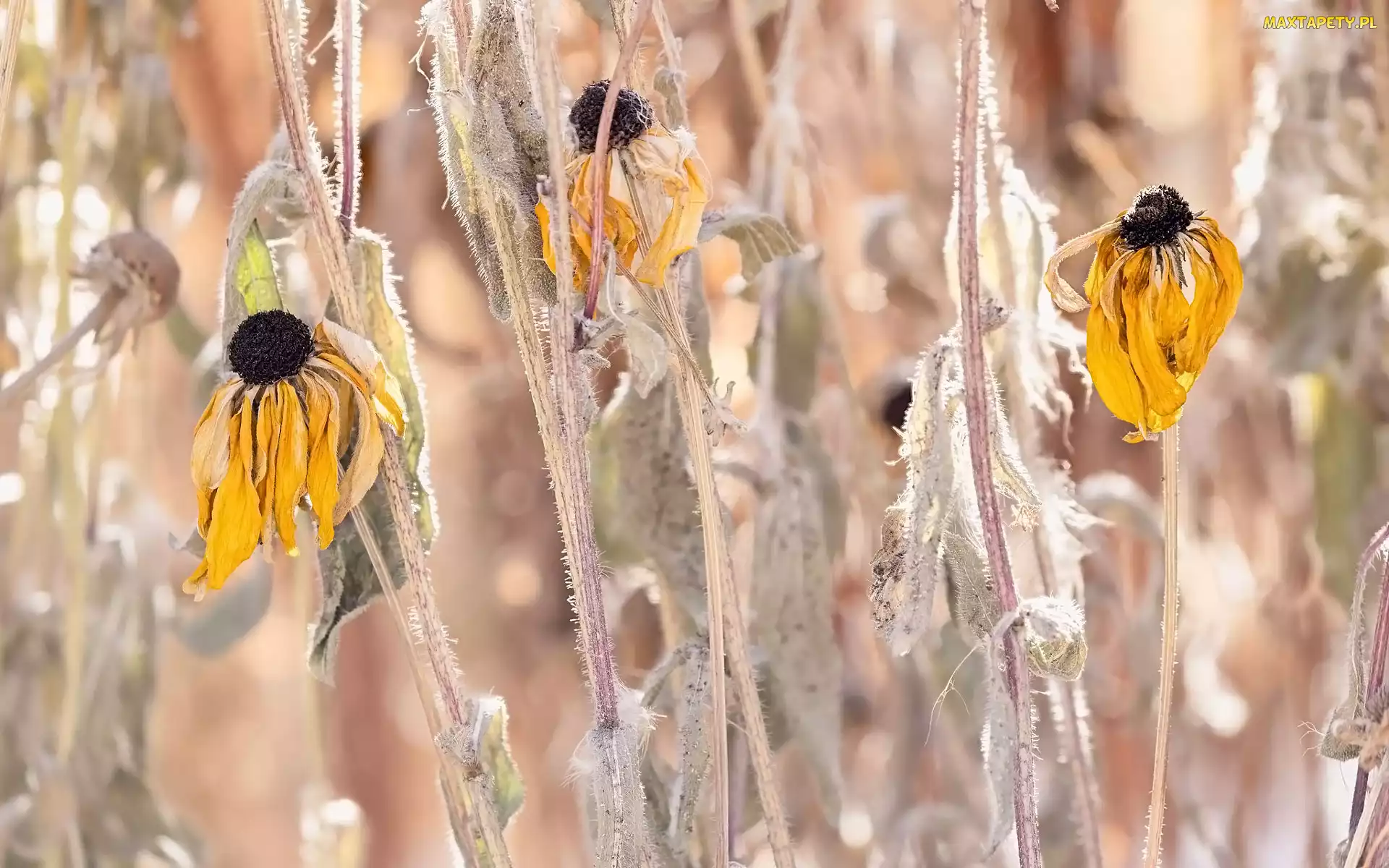 Rudbekie, Kwiaty, Przekwitnięte