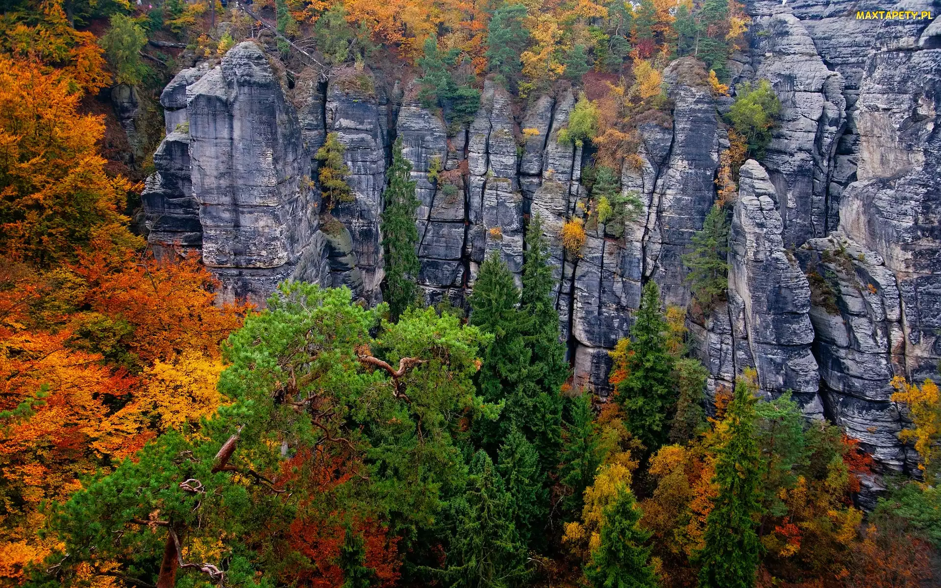 Park Narodowy Saskiej Szwajcarii, Drzewa, Jesień, Skały, Niemcy