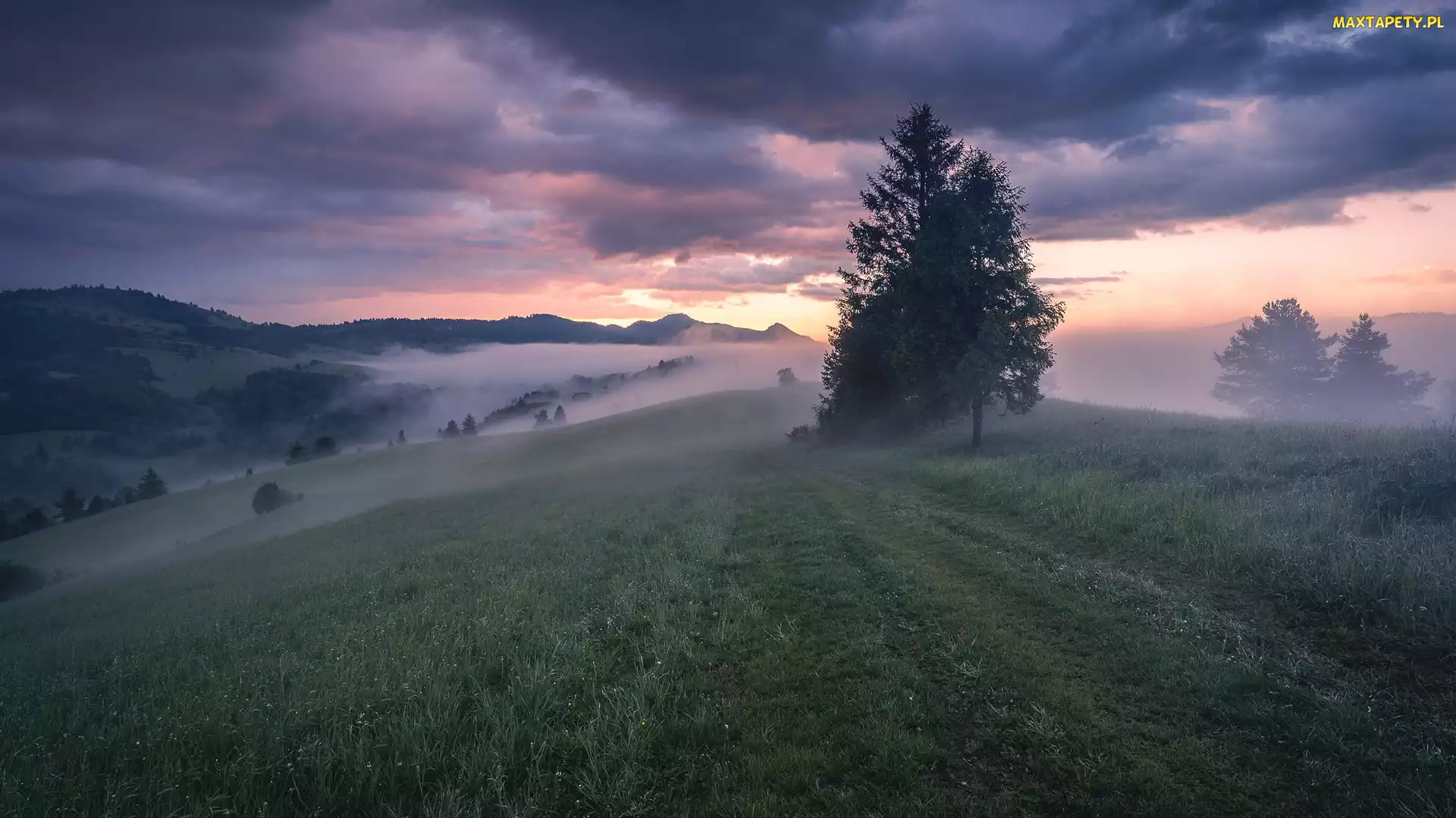Drzewa, Mgła, Góry, Polska, Małe Pieniny, Polana