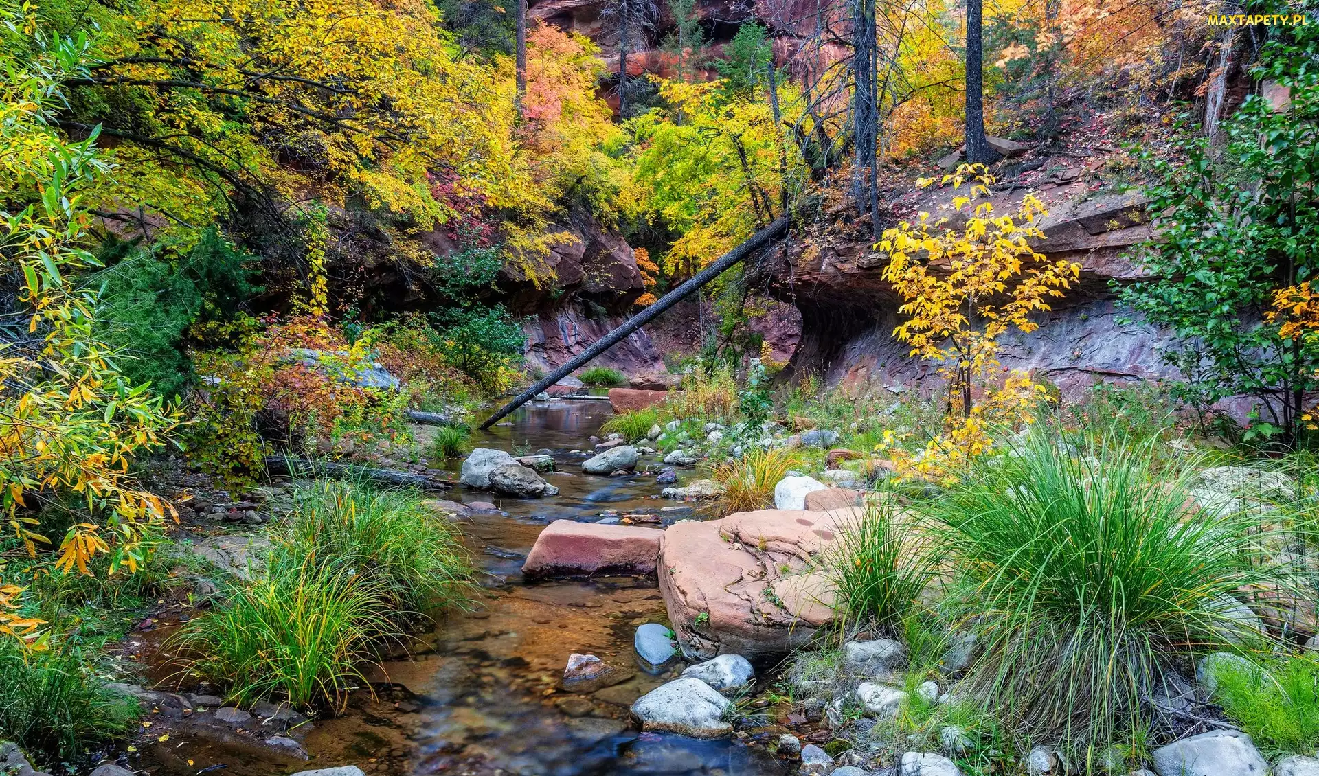 Szlak, Arizona, Rośliny, Stany Zjednoczone, Drzewa, Kamienie, West Fork Oak Creek, Rzeka, Skały