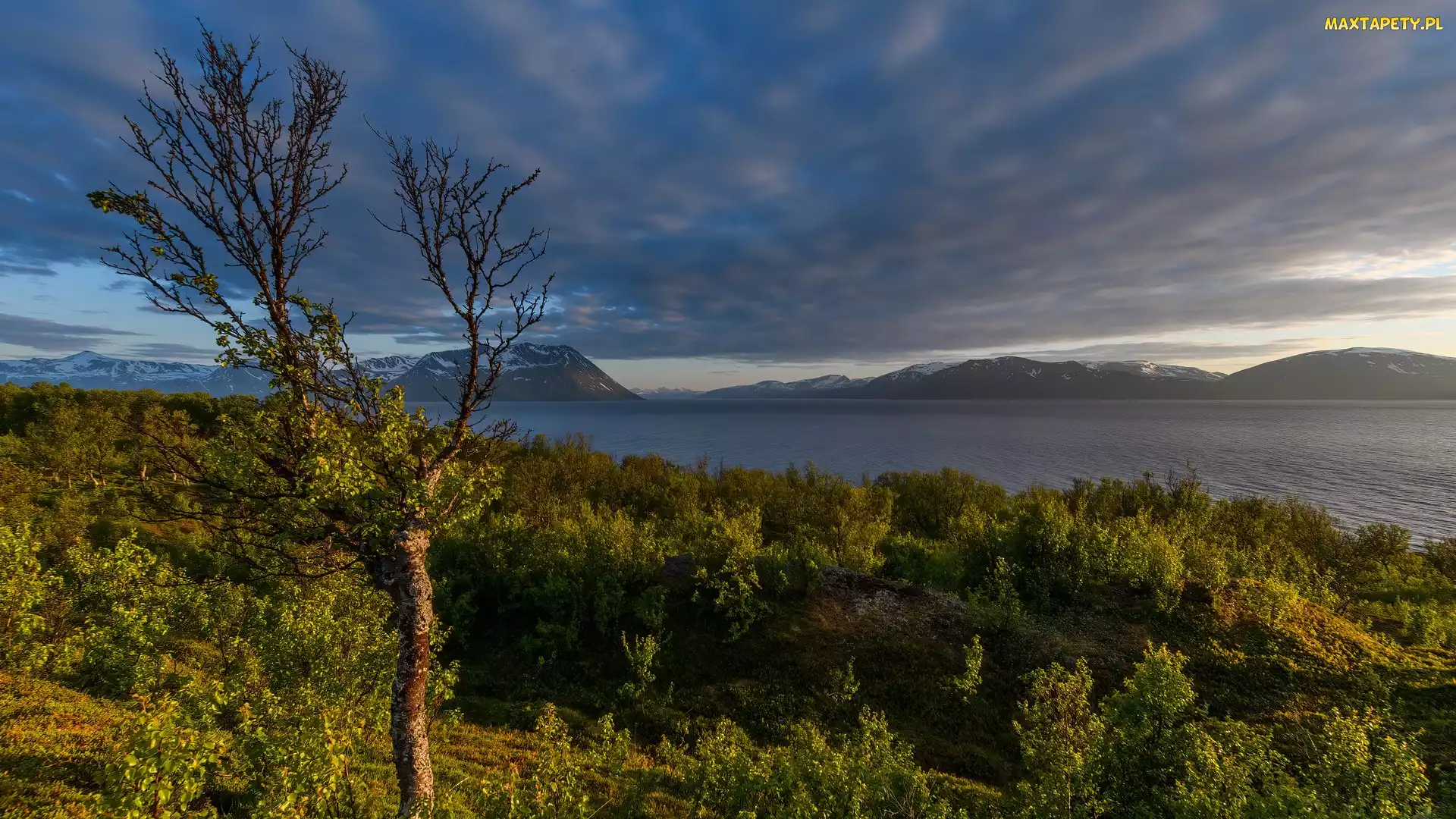 Fiord Lyngenfjorden, Norwegia, Krzewy, Drzewo, Góry