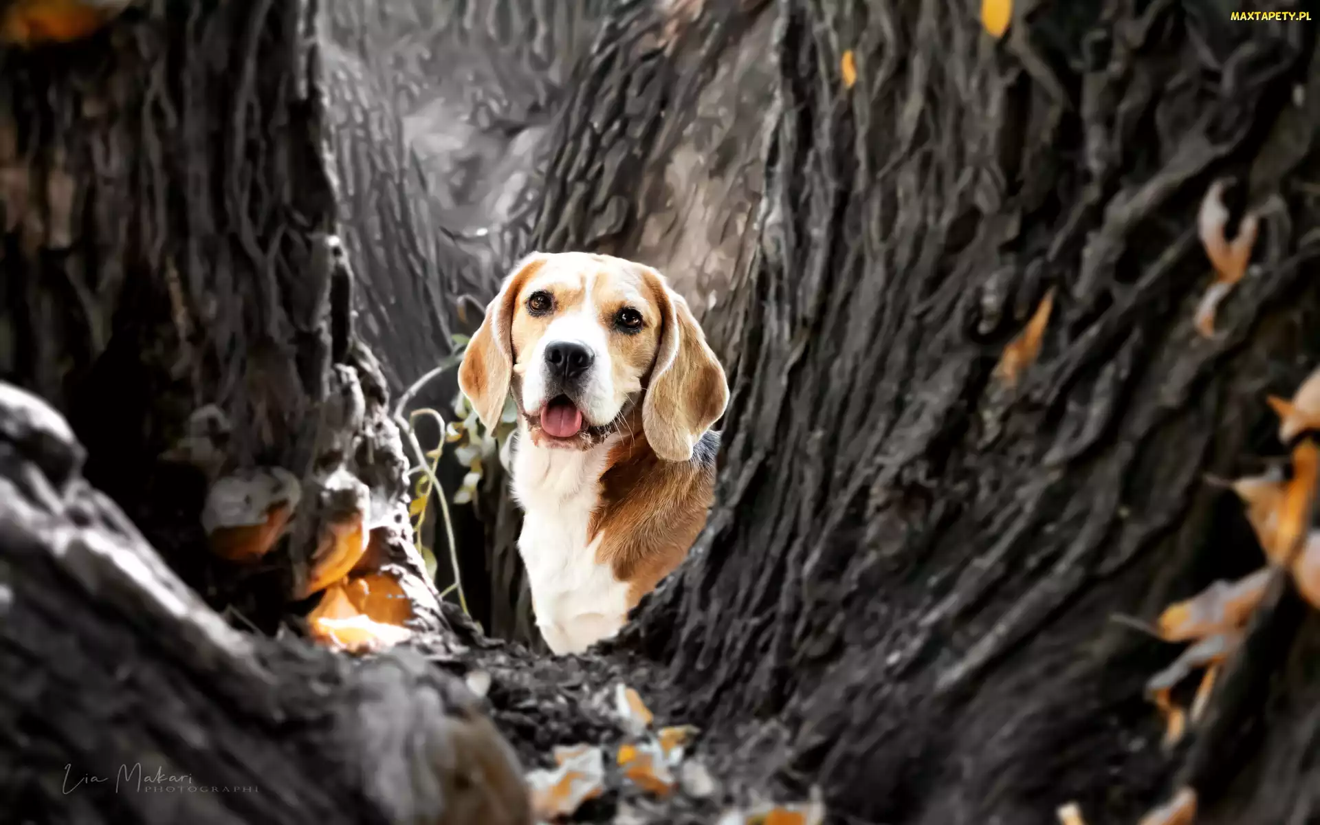 Beagle, Pies, Liście, Drzewa