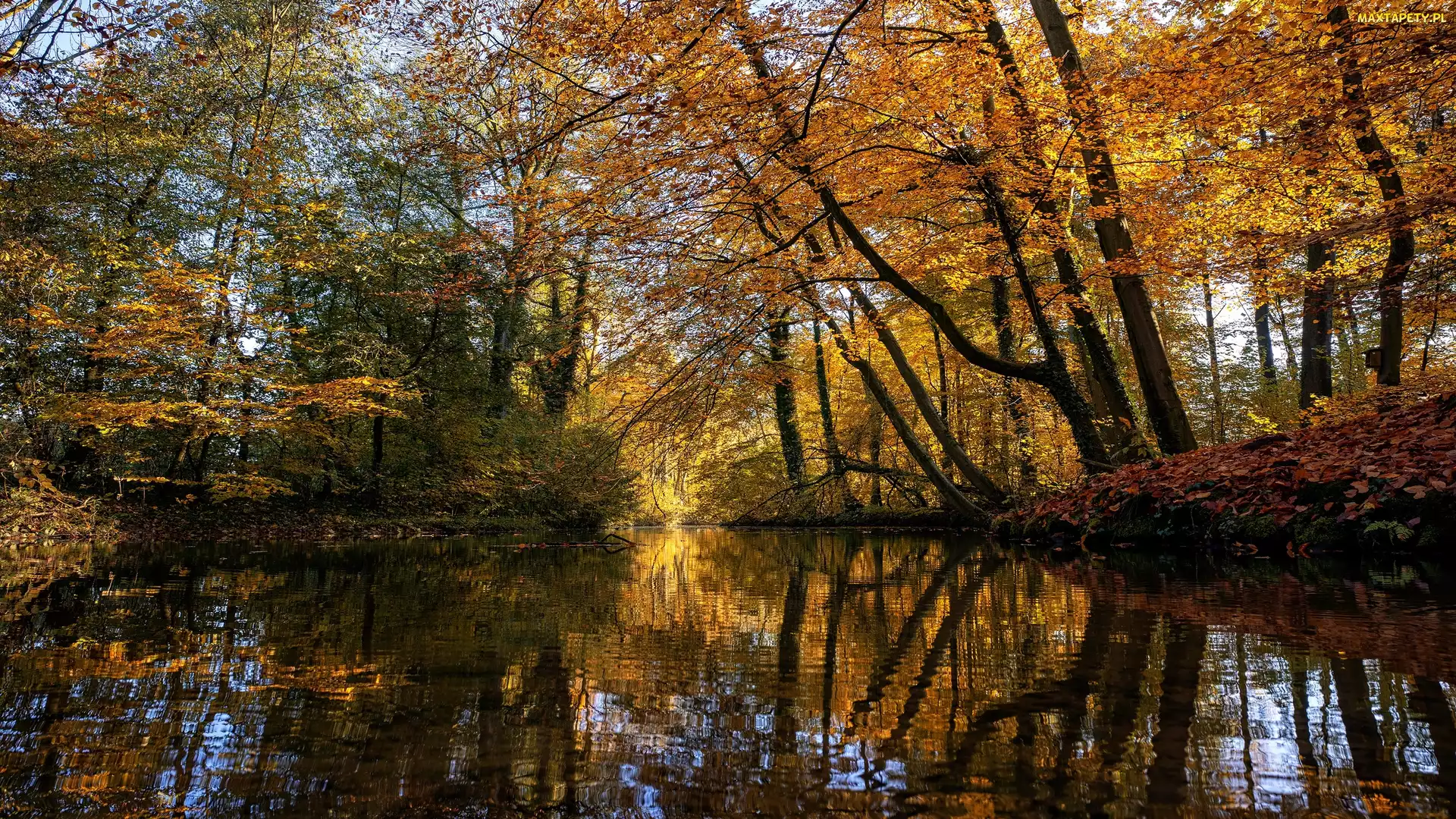 Las, Odbicie, Jesień, Staw, Brzeg, Drzewa, Liście, Gałęzie